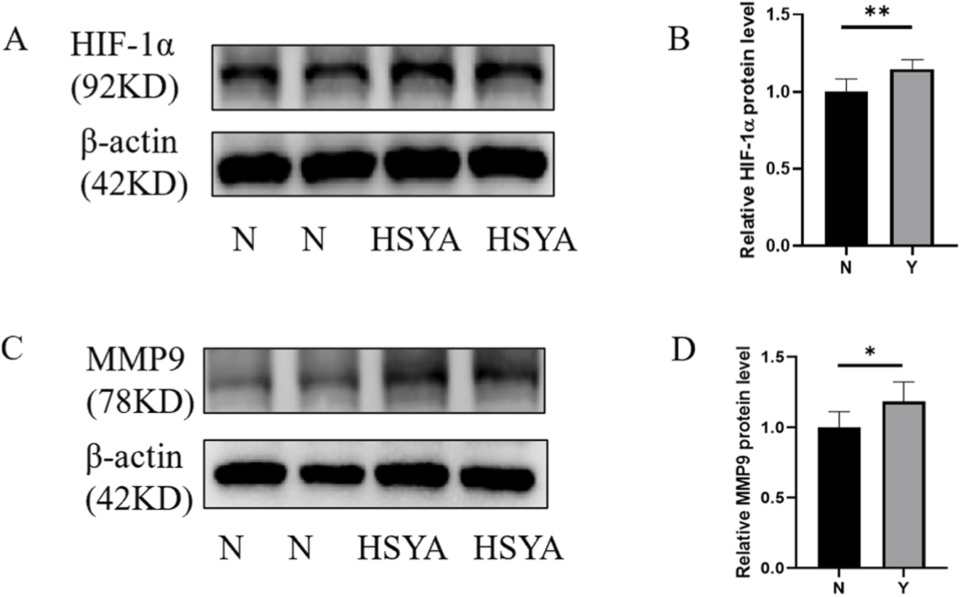 Western blot analysis and bar graphs comparing protein levels. Panel A shows HIF-1α protein bands and β-actin as a loading control, with lanes labeled N and HSYA. Panel B presents a bar graph of relative HIF-1α protein levels, with significant increase marked by two asterisks. Panel C displays MMP9 protein bands and β-actin, with lanes labeled N and HSYA. Panel D presents a bar graph of relative MMP9 protein levels, with significant increase marked by one asterisk.
