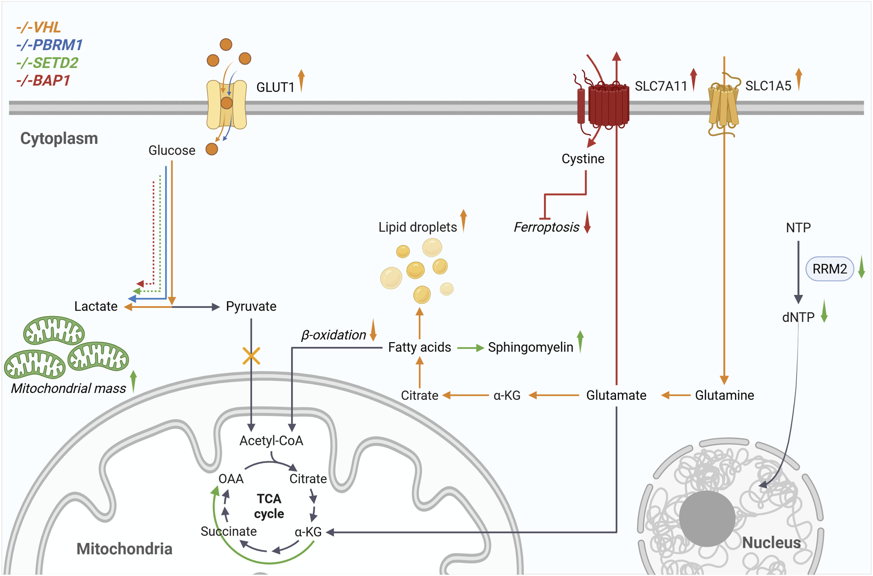 Diagram illustrating cellular metabolic pathways influenced by genetic deletions: VHL, PBRM1, SETD2, and BAP1. It shows glucose uptake via GLUT1, conversion to pyruvate, lactate production, β-oxidation, and acetyl-CoA entry into the TCA cycle. Other pathways include cystine transport, ferroptosis, lipid droplet formation, fatty acid metabolism, and nucleotide synthesis. Mitochondrial mass and sphingomyelin synthesis are also indicated. Various molecular interactions and transport mechanisms are depicted, highlighting changes in metabolic activity and ferroptosis associated with the genetic deletions.