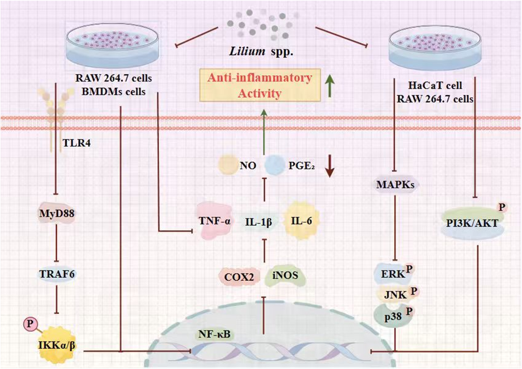 Flowchart illustrating the anti-inflammatory activity of Lilium spp. on various cell pathways. It shows RAW 264.7 cells/BMDMs interacting with TLR4, leading to pathways involving MyD88, TRAF6, IKKα/β, NF-κB, and cytokines like TNF-α, IL-1β, IL-6. It also depicts MAPKs and PI3K/AKT pathways in HaCaT and RAW 264.7 cells, influencing inflammation via ERK, JNK, and p38 phosphorylation. Nitric oxide and PGE2 are also involved, indicating their roles in inflammation modulation.