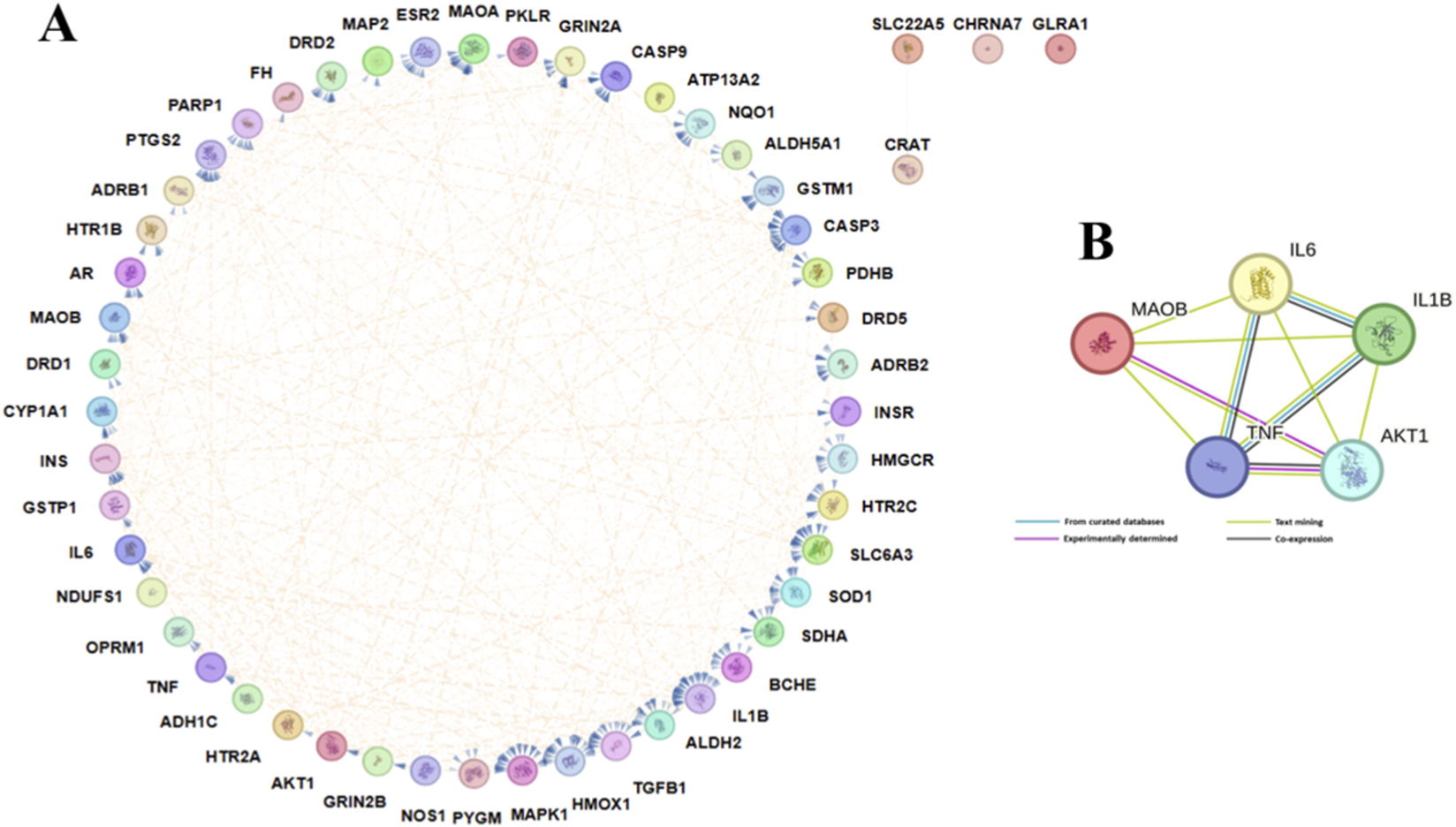 Diagram labeled "A" and "B" displaying a network of protein interactions. Panel A shows proteins in a circular layout with numerous interconnecting lines. Panel B depicts a smaller network with proteins: MAOB, TNF, IL6, IL1B, and AKT1, linked by color-coded lines representing data sources.