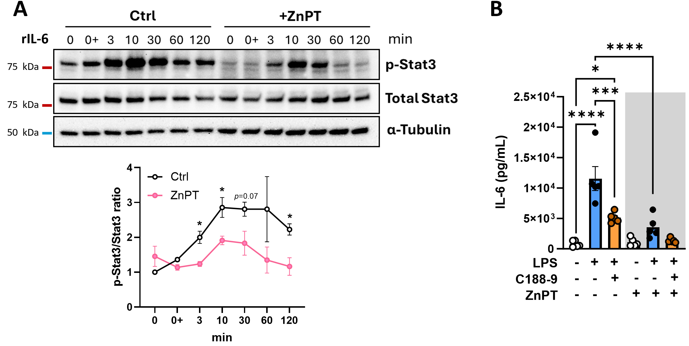 Panel A shows a Western blot analysis of phosphorylated Stat3, Total Stat3, and alpha-Tubulin incontrol and zinc pyrithione-treated adipocytes over a time course with recombinant IL-6 stimulation. A line graph below illustrates the change of phosphorylated Stat3 over total Stat3 ratio over time, highlighting statistical significance at various time points. Panel B displays a bar graph of IL-6 levels in picograms per milliliter under different treatment conditions of adipocytes, showing significant differences with LPS, C188-9, and ZnPT treatments. Statistical significance is marked with asterisks for comparisons.