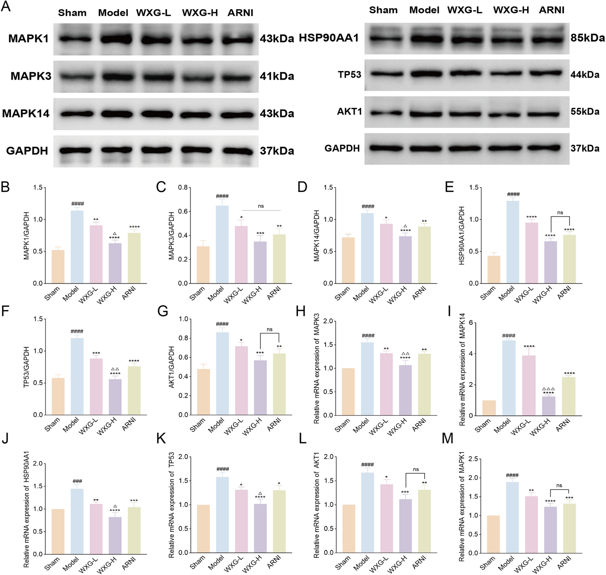 Two panels display Western blot results and bar graphs for protein and mRNA expression analysis across different groups: Sham, Model, WXG-L, WXG-H, and ARNI. Panel A shows bands for proteins MAPK1, MAPK3, MAPK14, HSP90AA1, TP53, AKT1, and GAPDH, with corresponding molecular weights. Panels B-M show bar graphs comparing the relative expression levels of these proteins and their mRNAs. Significant differences between groups are indicated by asterisks and symbols, noting statistical importance. The charts emphasize variations in expression across treatments.