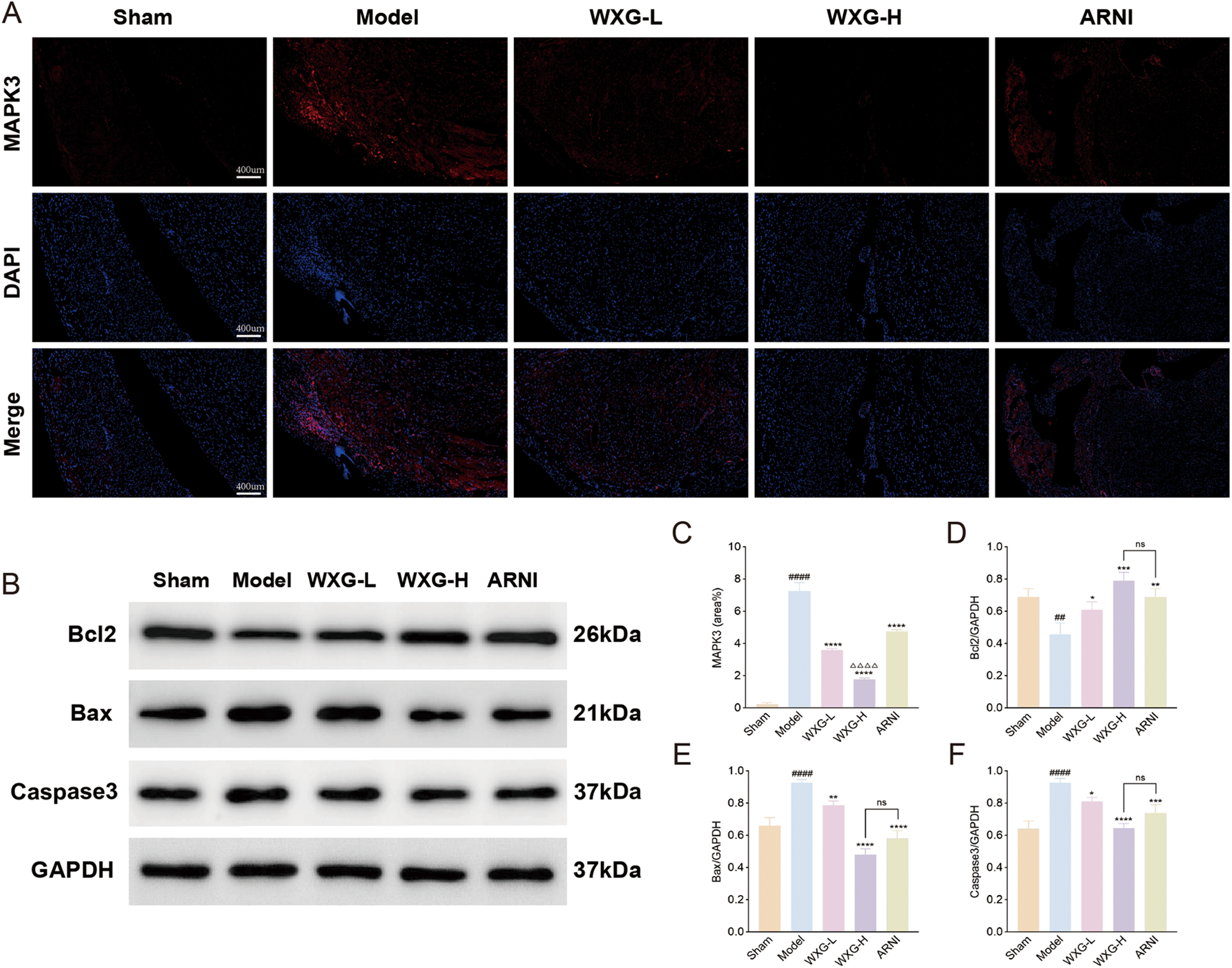 Panel A shows immunofluorescence images for MAPK3 and DAPI staining across Sham, Model, WXG-L, WXG-H, and ARNI groups. Panel B displays Western blot results for Bcl2, Bax, Caspase3, and GAPDH. Panels C to F illustrate bar graphs comparing the expression levels of MAPK3, Bcl2, Bax, and Caspase3 relative to GAPDH across different groups. Statistical significance is indicated with asterisks and hashtags.