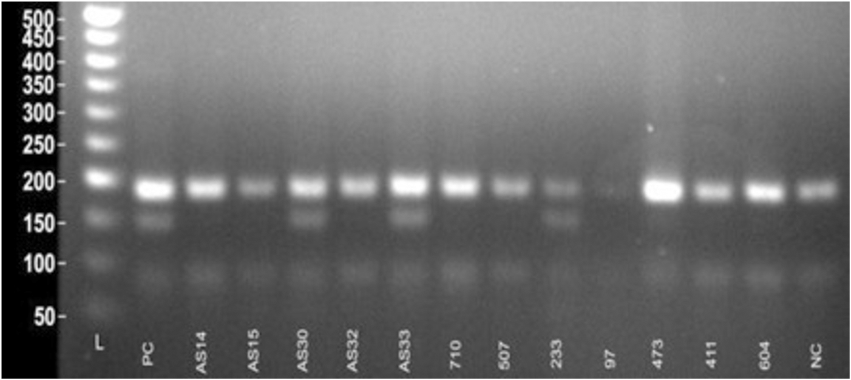 Gel electrophoresis image showing DNA bands against a size marker on the left, labeled from 50 to 500 base pairs. Eleven lanes follow, each labeled such as PC, AS14, and NC, displaying bands of varying intensities around the 200 base pair mark.