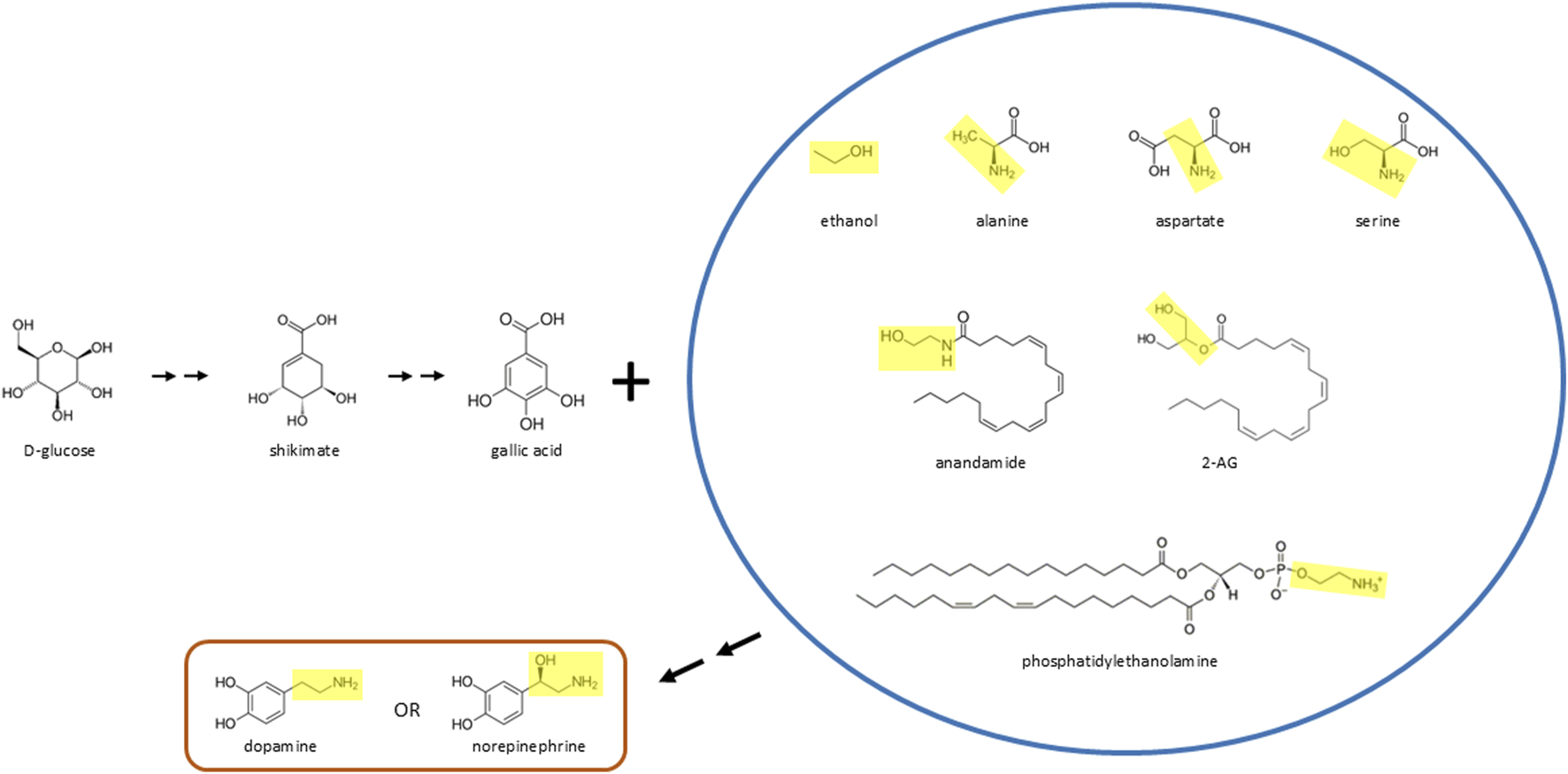 Chemical pathway illustration showing the transformation of D-glucose to shikimate, then to gallic acid. The pathway intersects with compounds like ethanol, alanine, aspartate, and serine. Highlighted areas indicate functional groups. Below, a box shows dopamine or norepinephrine linked through yellow-highlighted segments. Additional compounds like anandamide, 2-AG, and phosphatidylethanolamine are enclosed in a circle, with specific functional groups highlighted.