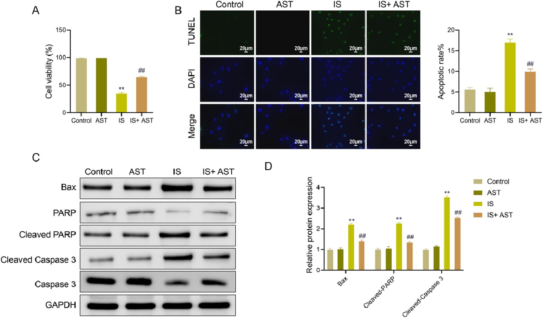 (A) Bar graph showing cell viability percentages for Control, AST, IS, and IS+AST groups, with significant decreases in IS and increases in IS+AST. (B) Fluorescent images display TUNEL assay results for apoptosis detection across groups, alongside a bar graph indicating apoptotic rate percentages, with IS showing the highest rate. (C) Western blot images show protein expression levels of Bax, PARP, Cleaved PARP, Cleaved Caspase 3, Caspase 3, and GAPDH across the groups. (D) Bar graph illustrating relative protein expression, indicating significant increases in Bax, Cleaved PARP, and Cleaved Caspase 3 in the IS group.