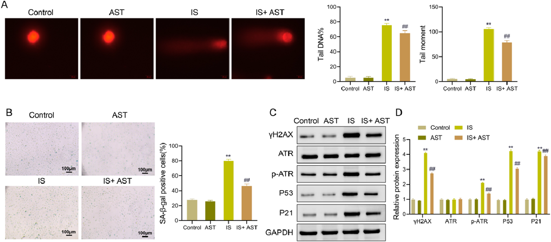 Four-panel scientific illustration showing effects of different treatments on cells. Panel A: Microscopy images of control, AST, IS, and IS+AST with charts comparing DNA damage metrics. Panel B: Microscopic images displaying SA-β-gal positive cells with corresponding bar graph. Panel C: Western blot results of proteins γH2AX, ATR, p-ATR, P53, P21, and GAPDH. Panel D: Bar graph showing relative protein expression of these proteins under various conditions. Scale bars and significance markers are present.