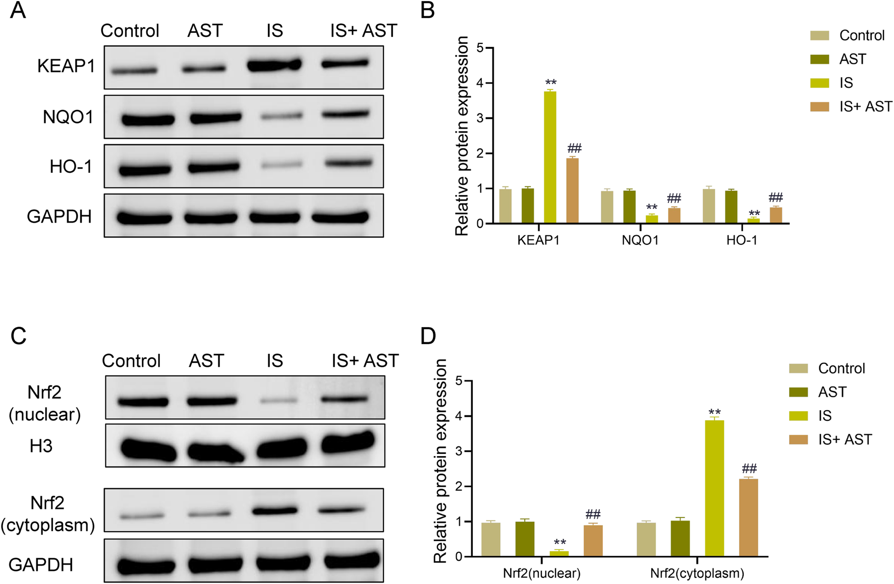 Western blot and bar graphs show protein expression under different conditions: Control, AST, IS, and IS+AST. Panel A displays bands for KEAP1, NQO1, HO-1, and GAPDH. Panel B presents relative protein expression levels, with significant changes in KEAP1 and HO-1. Panel C focuses on nuclear and cytoplasmic Nrf2, H3, and GAPDH expression. Panel D illustrates changes in Nrf2 expression, highlighting significant alterations in nuclear and cytoplasmic compartments. Color codes differentiate the conditions.