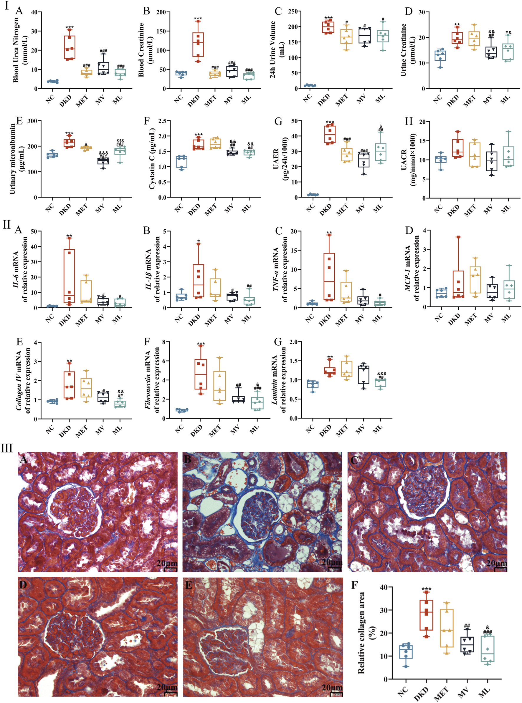This image contains three panels of data. The first panel (I) includes eight box plots (A to H) indicating various renal function metrics across five groups: NC, DKD, MET, MV, and ML. The second panel (II) comprises seven box plots (A to G) showing relative mRNA expression levels of different genes. The third panel (III) includes five microscopic images (A to E) of kidney tissue stained to highlight collagen, with a box plot (F) summarizing relative collagen area percentages in different groups.