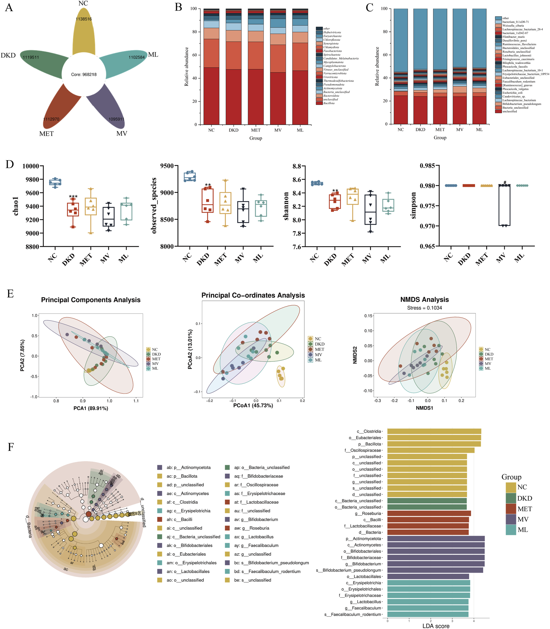 Complex infographic showing various microbiome analyses across different groups labeled NC, DKD, MET, MV, and ML. Panels include: A) Core microbiome Venn diagram; B, C) Stacked bar charts of relative abundance; D) Box plots for diversity indices (chao1, observed species, Shannon, Simpson); E) PCA, PCoA, and NMDS plots for group clustering; F) Circular dendrogram and bar chart displaying LDA scores. Colors represent different sample groups and taxa.