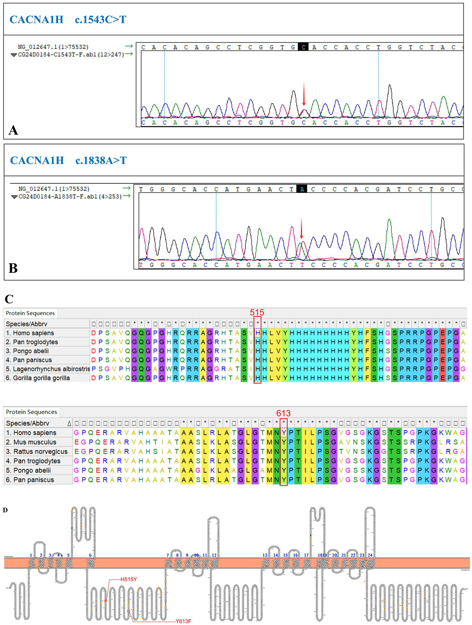 DNA sequence analysis and protein sequence alignment for CACNA1H gene. Panels A and B show chromatograms with specific nucleotide changes: c.1543C>T and c.1838A>T. Panel C displays a protein sequence alignment across six species, highlighting differences at positions 515 and 613. Panel D illustrates a transmembrane protein structure with marked variants H515Y and Y613F.