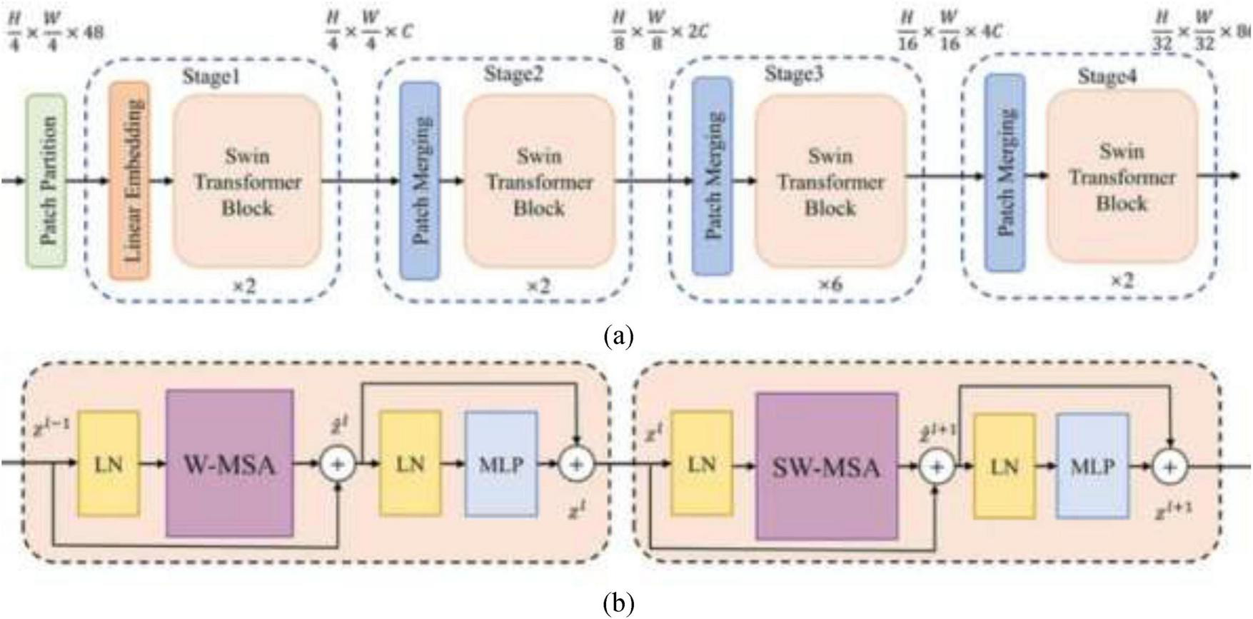 Diagram illustrating two parts: (a) a transformer architecture with four stages, each containing Swin Transformer Blocks and Patch Merging. (b) a detailed block showing the sequence of operations within a Swin Transformer Block, including Layer Normalization (LN), Window-based Multi-Head Self-Attention (W-MSA), Shifted Window Multi-Head Self-Attention (SW-MSA), and Multi-Layer Perceptron (MLP). Each stage and operation is annotated with tensor dimensions.