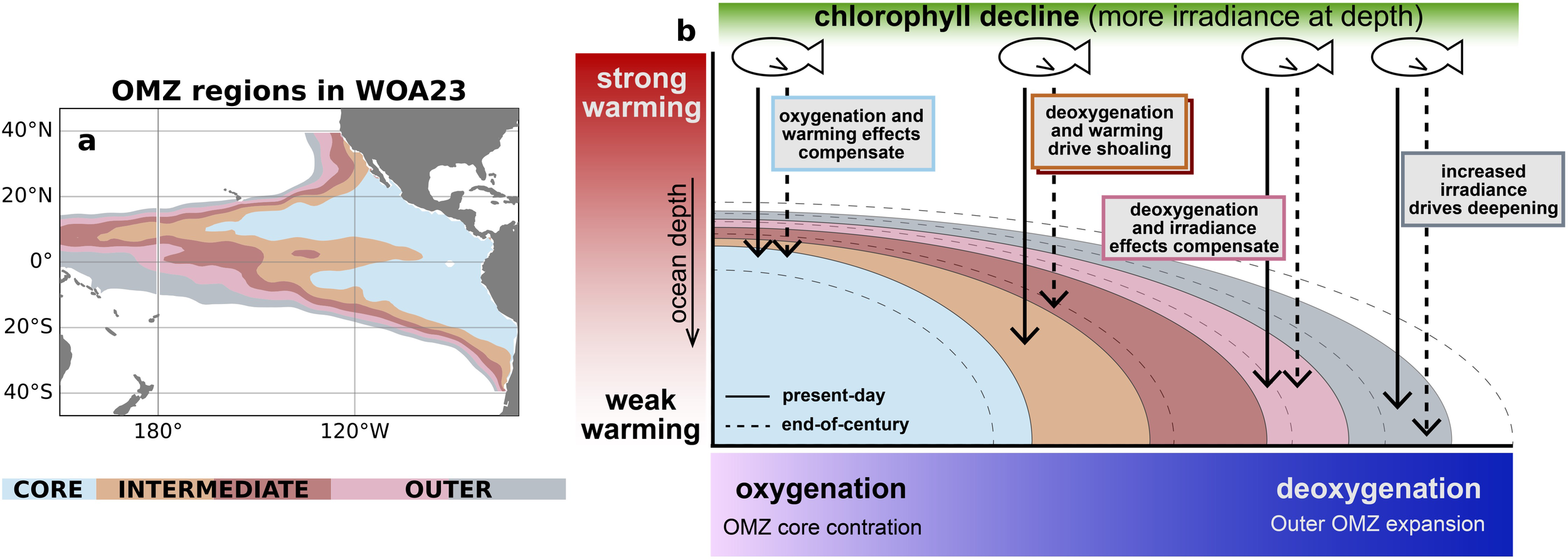 Map and schematic illustrating ocean minimum zones (OMZ) and their changes due to warming. Panel a shows OMZ regions in WOA23, categorized into core, intermediate, and outer zones. Panel b explains how strong or weak warming, along with deoxygenation and changes in irradiance, affect OMZ depth and expansion. Factors like oxygenation, chlorophyll decline, and compensating effects are also detailed. Fish icons at the top indicate marine life presence, and arrows show the direction of zone changes.