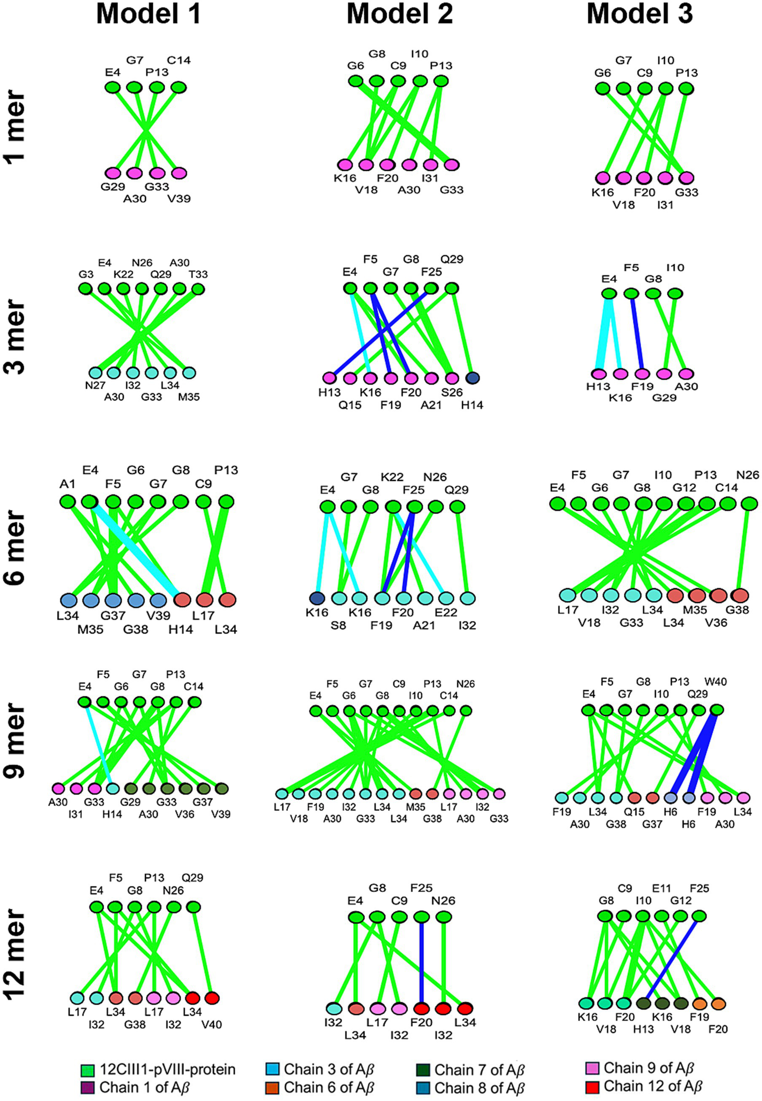 Network diagrams display interactions across model variations (Model 1, Model 2, Model 3) and peptide lengths (1-mer to 12-mer). Colored lines connect nodes labeled with amino acid positions, illustrating different chains in a peptide structure. Chains are color-coded: 12C1I1-pVIII-protein, Aβ Chains 1, 3, 6, 7, 8, 9, and 12 are depicted with green, purple, light blue, blue, cyan, pink, and red respectively.