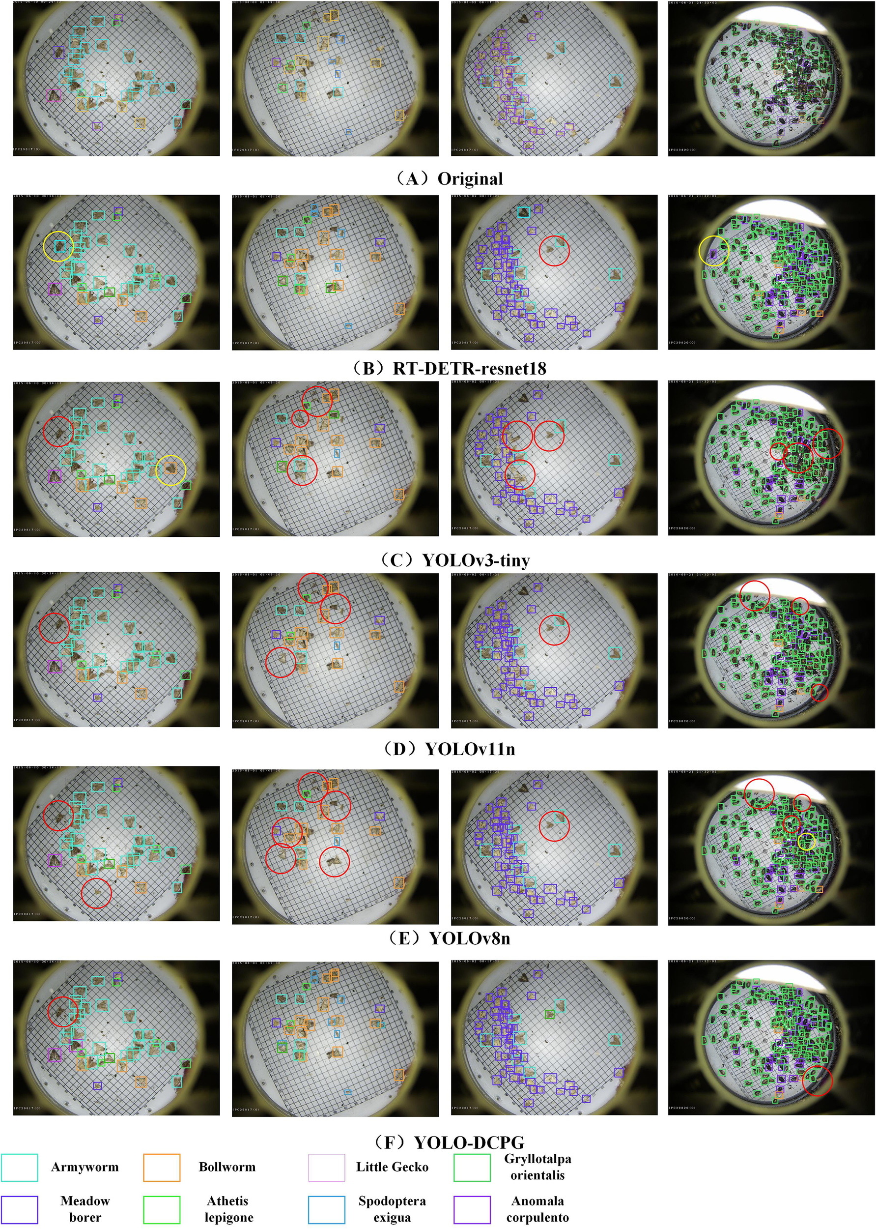 Images showing a detection comparison across various models—RT-DETR-resnet18, YOLOv3-tiny, YOLOv11n, YOLOv8n, and YOLO-DCPG—applied to circular grid data. Objects are outlined in colored boxes representing different categories, including armyworm, bollworm, gecko, and others. Each row displays results for different models with marked detections in red circles on grid patterns, highlighting effectiveness and accuracy in object recognition.