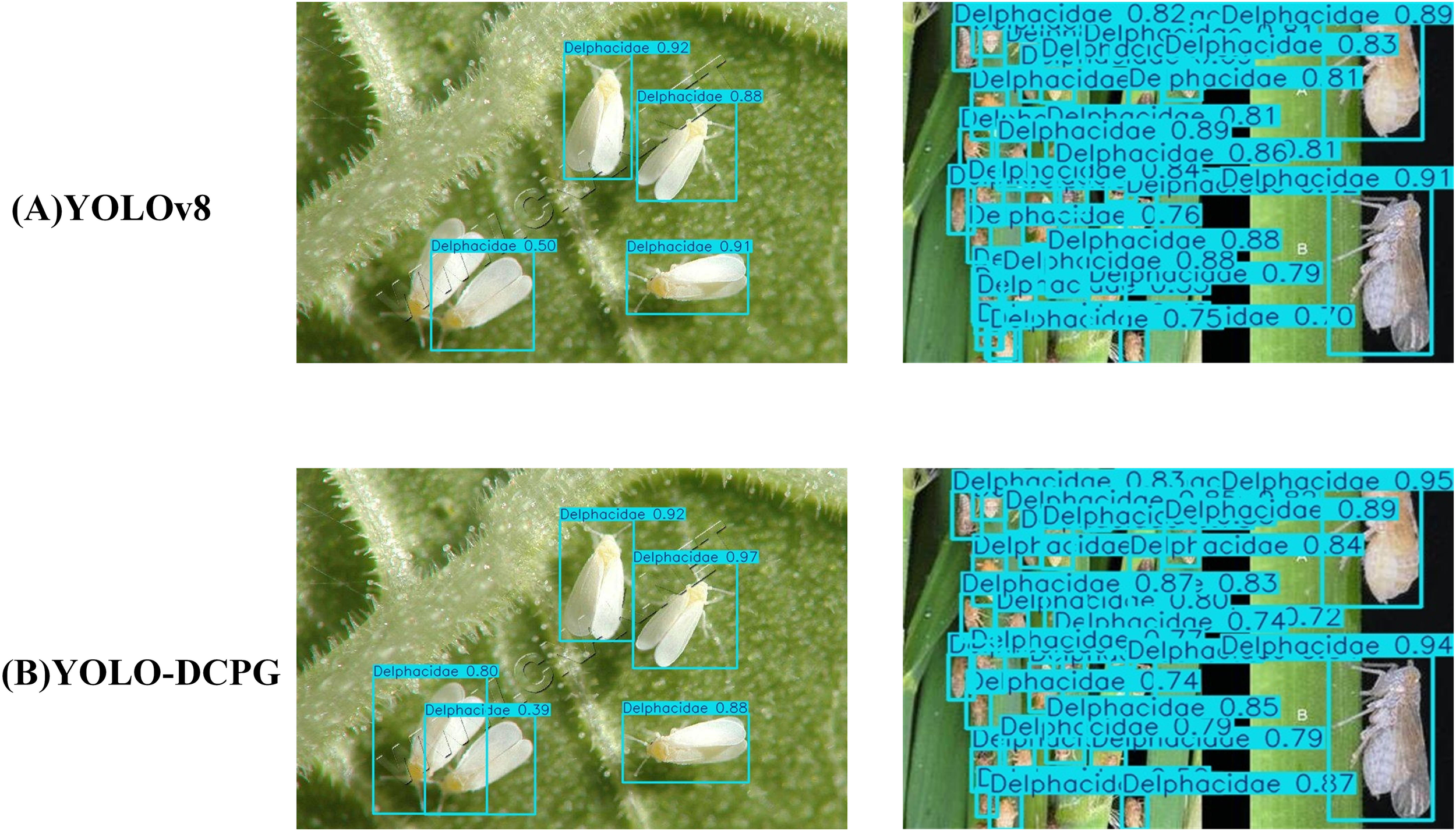 Two side-by-side comparisons of insect detection on a leaf. (A) labeled as YOLOv8, shows insects identified with varying confidence scores, including Delphacidae 0.92 and 0.88. (B) labeled as YOLO-DCPG, shows similar labeling with added confidence scores, including Delphacidae 0.97 and 0.39. Both panels demonstrate automated object detection with bounding boxes and labels.