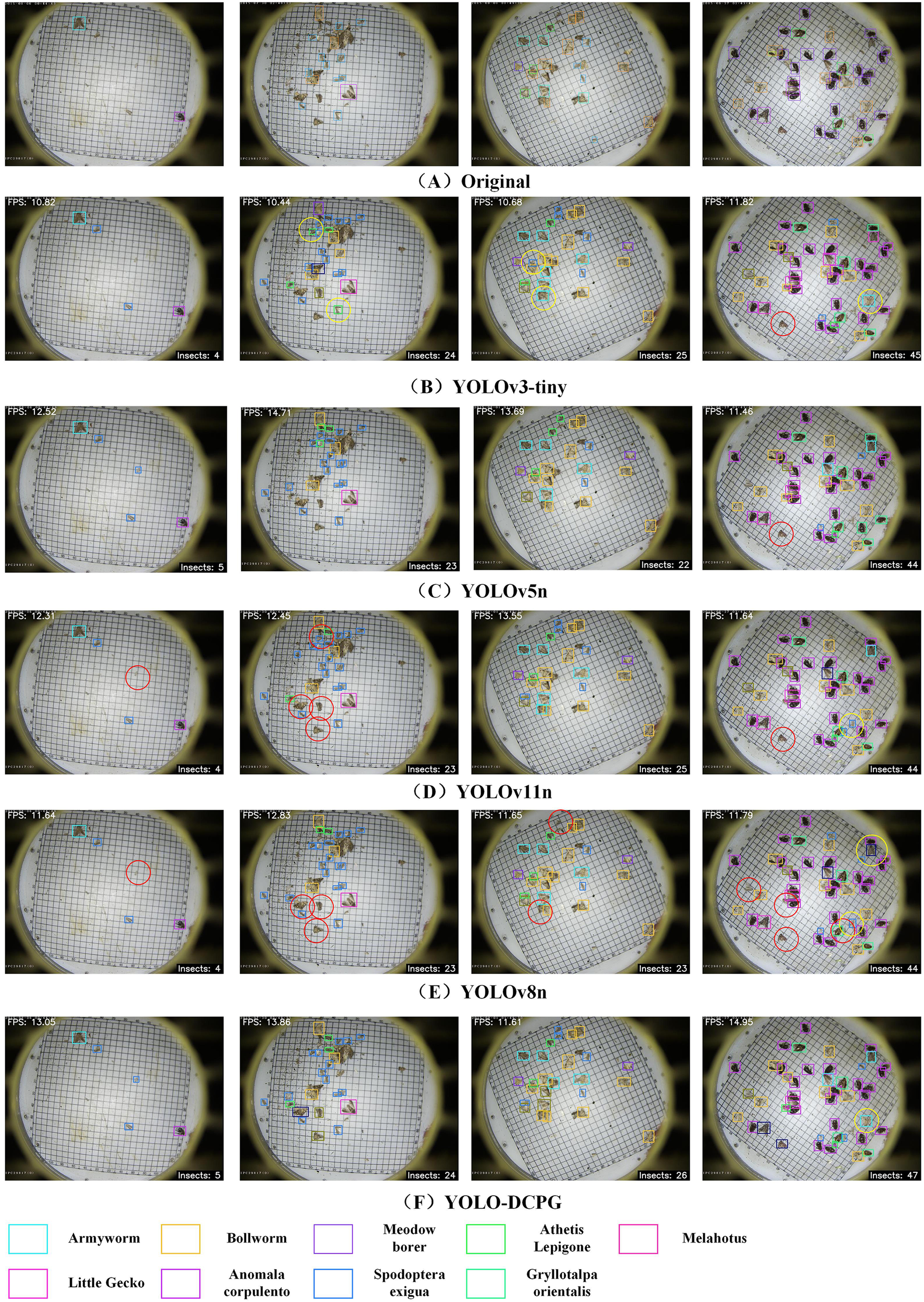 Image depicting a comparison of insect detection across six models: Original, YOLOv3-tiny, YOLOv5n, YOLOv11n, YOLOv8n, and YOLO-DCPG. Each model analyzes a grid with varying numbers of insects, identified by colored boxes. Categories include Armyworm, Bollworm, Meadow borer, and others, with FPS (frames per second) and insect counts noted.