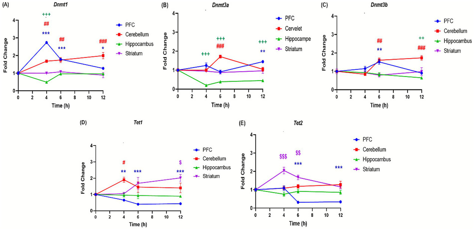 Graphs (A-E) showing fold changes of genes Dnmt1, Dnmt3a, Dnmt3b, Tet1, and Tet2 over 12 hours in various brain regions: prefrontal cortex (PFC), cerebellum, hippocampus, and striatum. The y-axis represents fold change, while the x-axis indicates time in hours. Symbols denote statistical significance.