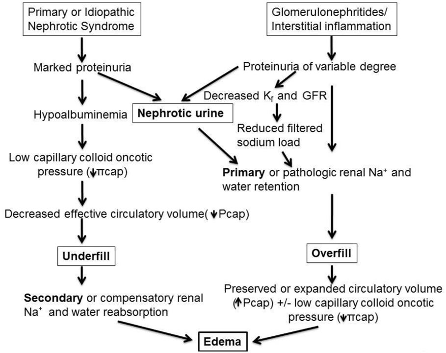 Pathophysiology Of Nephrotic Syndrome In Flow Chart