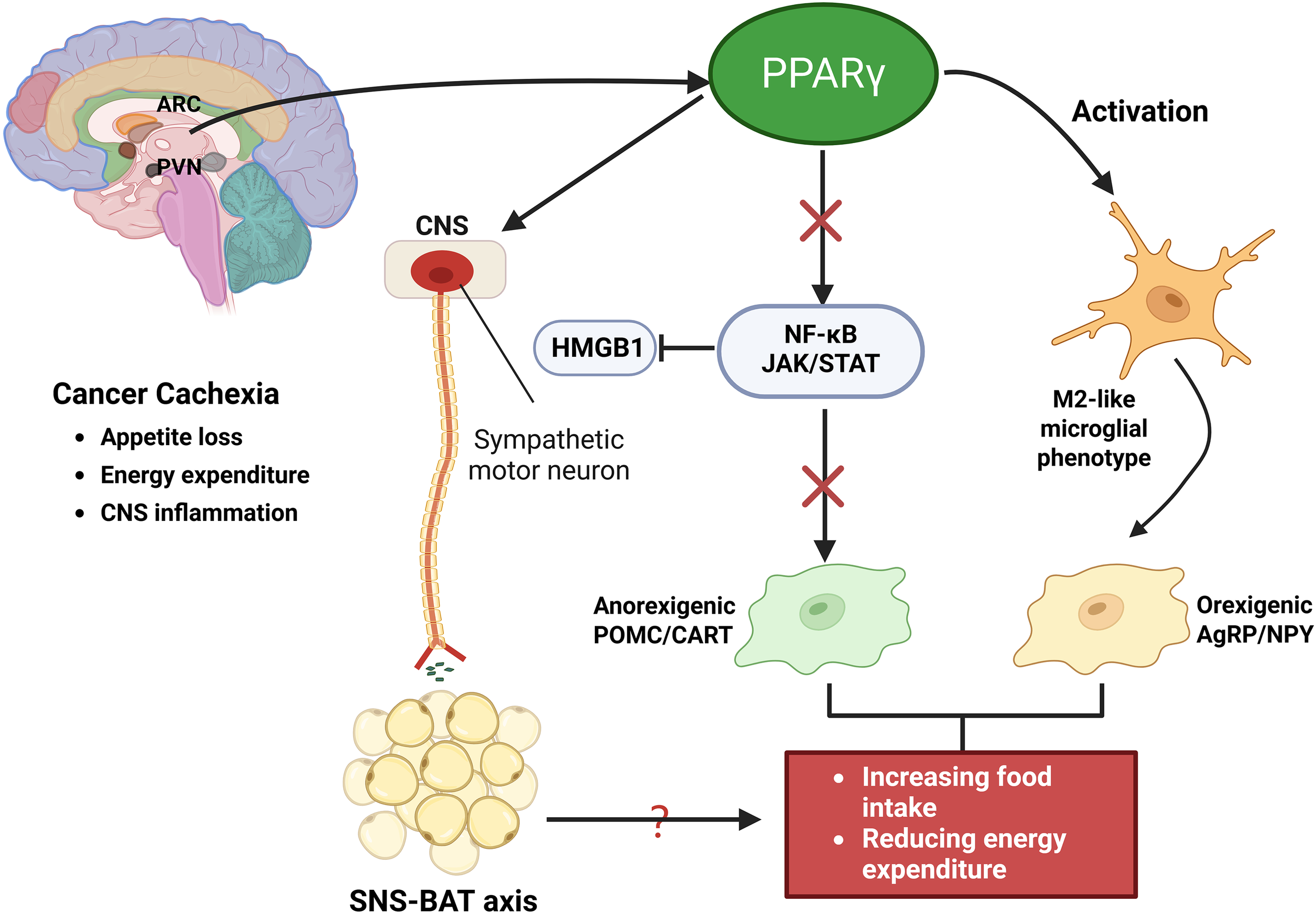 Flowchart depicting mechanisms of cancer cachexia. It involves the central nervous system (CNS), sympathetic motor neurons, and the SNS-BAT axis. Cancer cachexia leads to appetite loss, energy expenditure, and CNS inflammation. PPARγ activation and NF-κB/JAK/STAT pathways are shown, influencing anorexigenic and orexigenic molecules and microglial phenotypes, aiming to increase food intake and reduce energy expenditure.