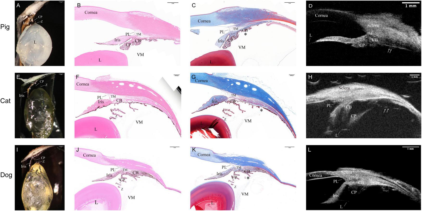 Collage of eye images from pigs, cats, and dogs. Each row contains images labeled A to L. The first column shows photographs of each eye from the outside. Columns B, C, F, G, J, and K display cross-sectional views with various staining, highlighting anatomical structures like the cornea, iris, and lens. Columns D, H, and L contain black and white imaging, UBM scans, showing detailed internal structures like the sclera and ciliary body. Scale bars indicate measurement for reference.