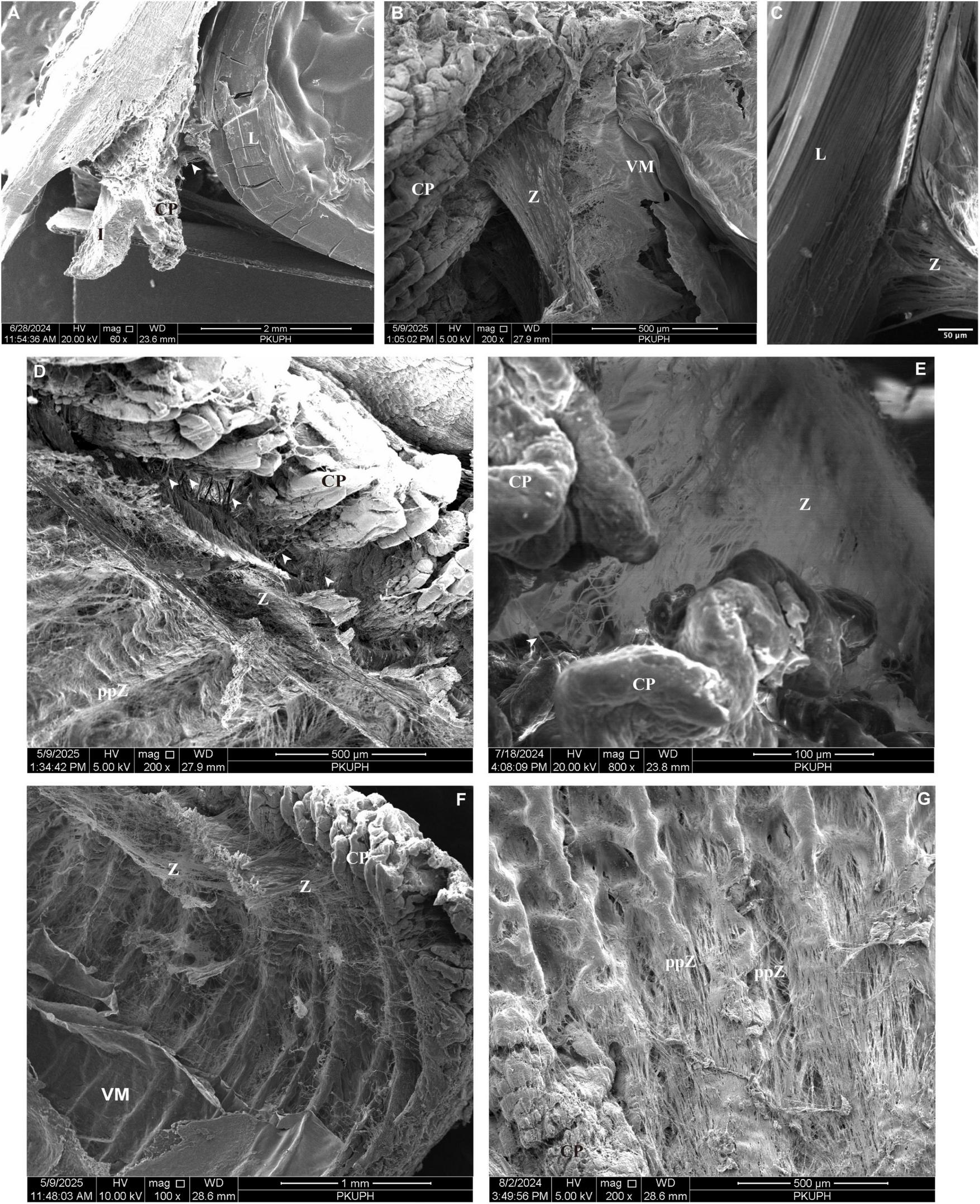 A series of seven grayscale scanning electron microscope images labeled A to G. Each image highlights different structural features and textures, such as CP, Z, VM, and L, which seem to represent parts of a material or biological specimen. The images show varying magnifications, revealing detailed surface morphology and intricate patterns at micro and nanoscale. Scale bars and magnification details are present at the bottom of each image.