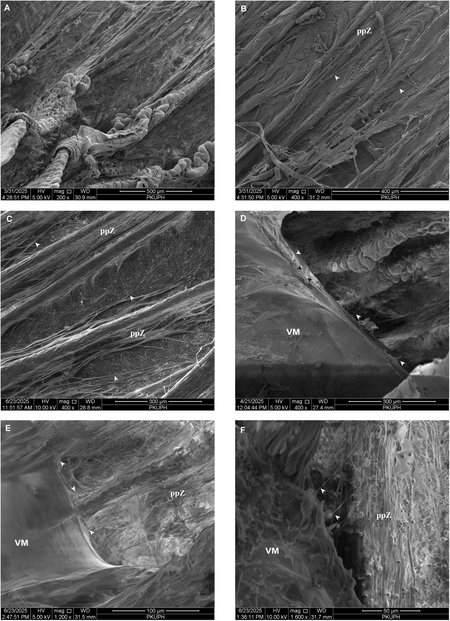 Scanning electron micrographs showcase various magnifications of a tissue sample. Panels A through F depict fibrous textures with labels “ppZ” indicating specific zones and “VM” marking visible membranes. Each image includes scale bars and varying magnification levels.