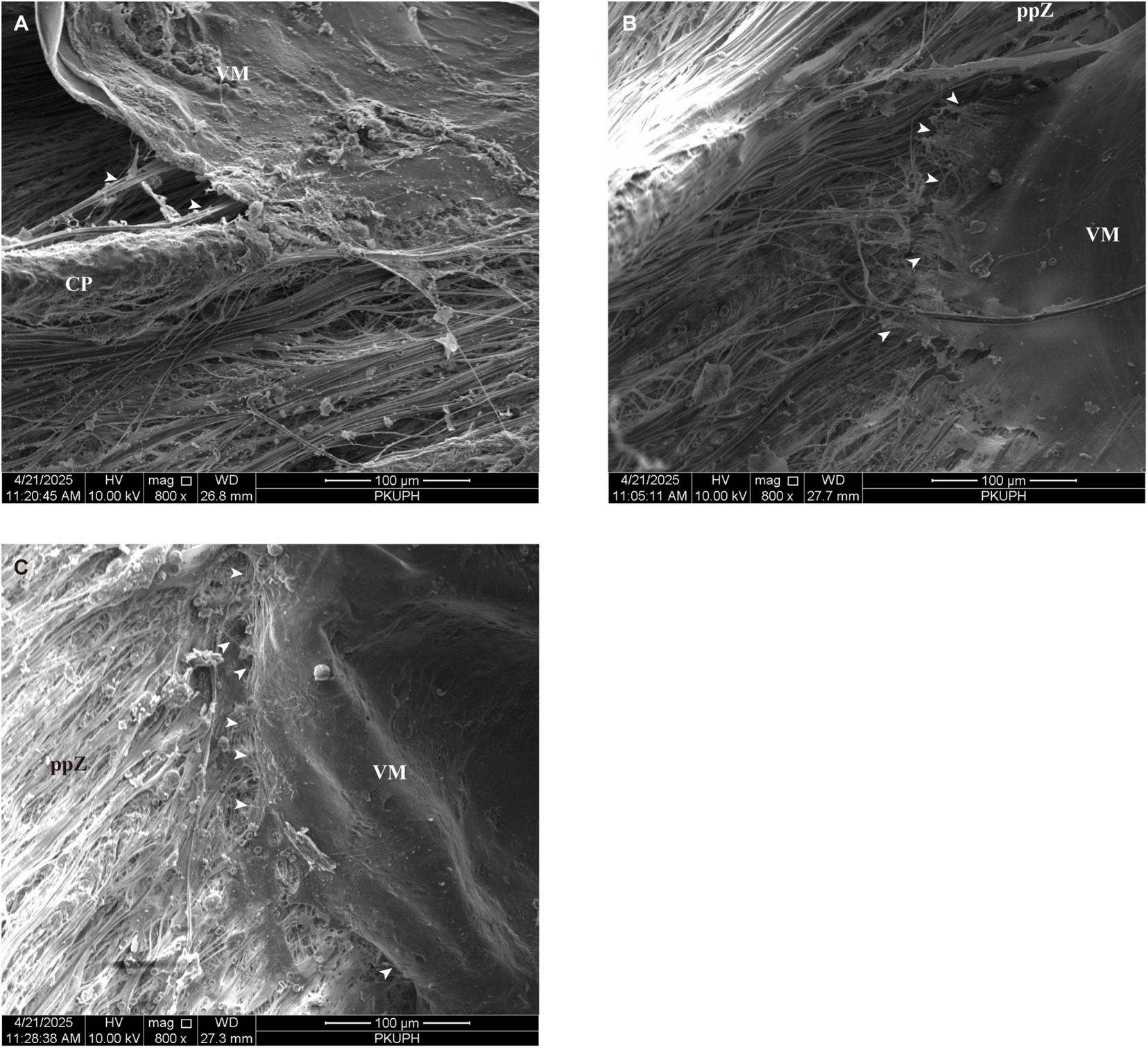 Three panels, labeled A, B, and C, show magnified images of muscle tissues. Panel A displays labels “VM” and “CP,” with visible fiber structures. Panel B shows “ppZ” and “VM” labels with fiber alignment. Panel C highlights “ppZ” and “VM,” with arrowheads indicating specific points. All images have a magnification of eight hundred times, scale bars of one hundred micrometers, and timestamp details.