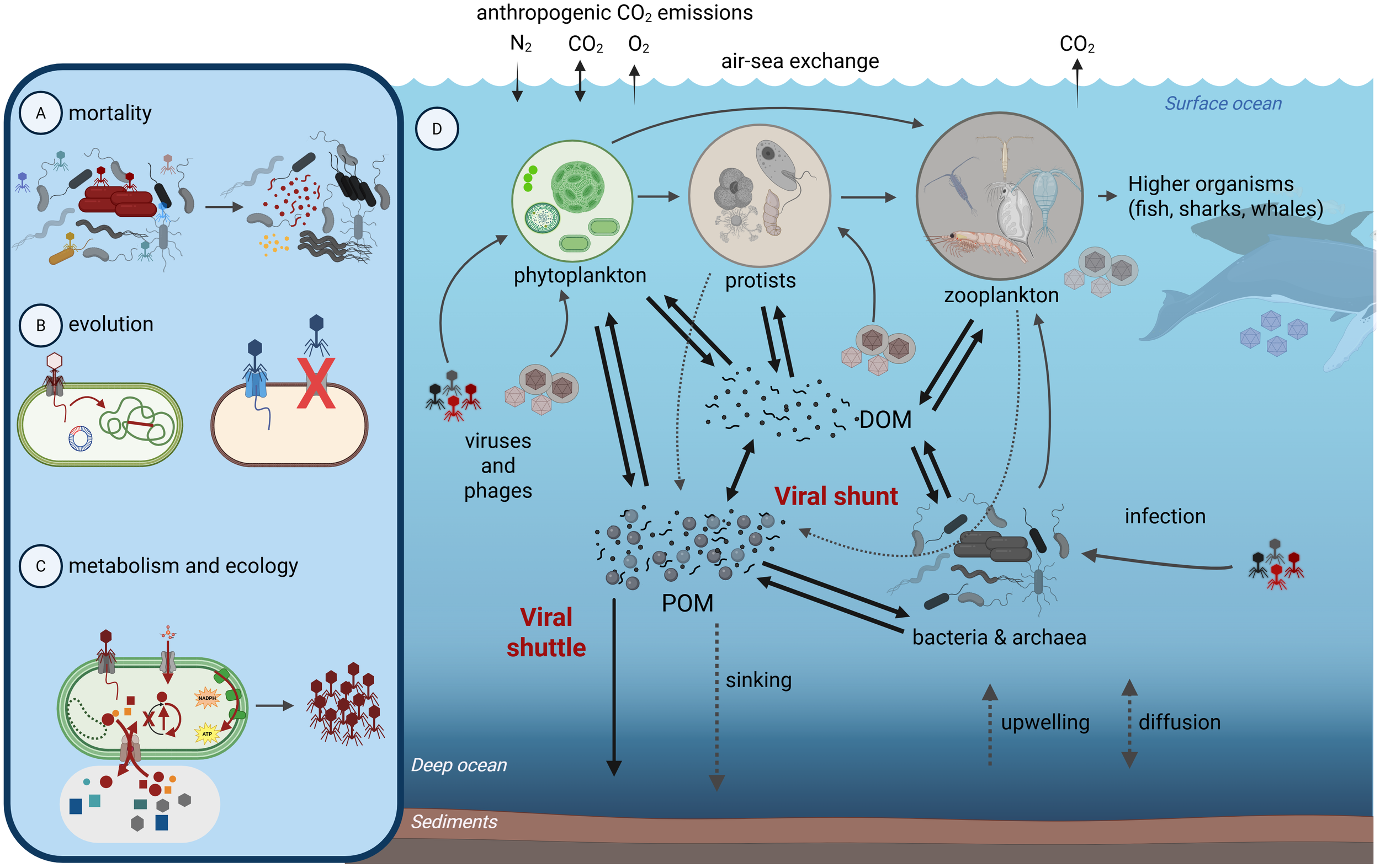 Illustration depicting oceanic processes involving viruses and microorganisms. Sections A, B, and C highlight mortality, evolution, and metabolism/ecology. Section D shows interactions among phytoplankton, protists, zooplankton, and higher organisms, with arrows indicating flows of nutrients and viral influence. Concepts of “Viral shunt” and “Viral shuttle” illustrate microbial loop involving dissolved and particulate organic matter (DOM and POM). Air-sea exchange, anthropogenic CO2 emissions, and oceanic cycles, including upwelling and diffusion, are also shown.