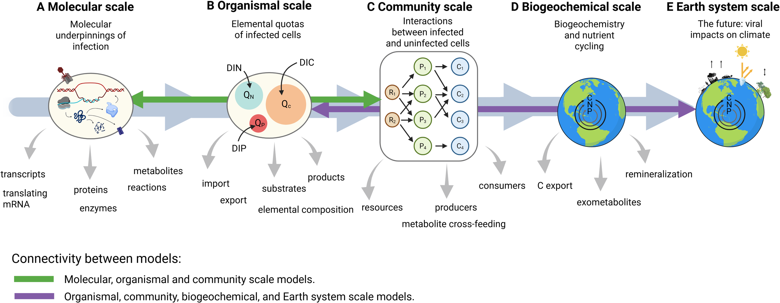 Diagram illustrating scales of viral impact, from molecular to Earth system. At molecular scale, infection impacts transcripts, proteins, and metabolites. Organismal scale involves elemental quotas. Community scale shows interactions among cells. Biogeochemical scale covers nutrient cycling. Earth system scale predicts future climate impacts. Green arrow denotes connectivity across scales; purple arrow links organismal, community, biogeochemical, and Earth system models.