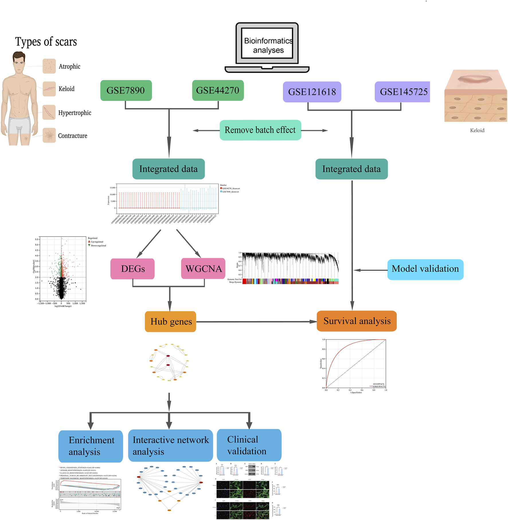 Flowchart illustrating bioinformatic analyses of scar types, including atrophic, keloid, hypertrophic, and contracture. Data from GSE7890, GSE44270, GSE121618, and GSE145725 is integrated after batch effect removal. The analysis includes DEGs and WGCNA to identify hub genes, which undergo enrichment, interactive network, and clinical validation. Model validation and survival analysis are also conducted, with images depicting data sets and graphs.