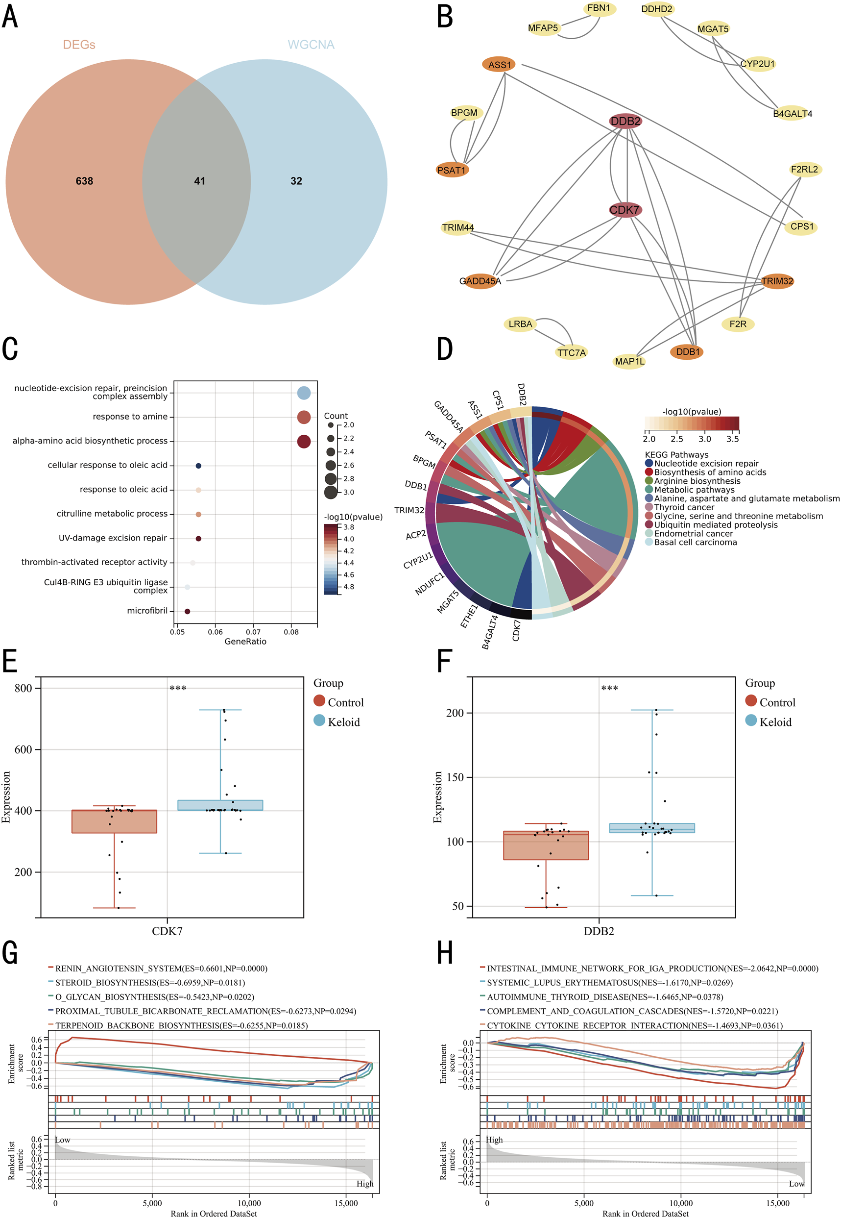 A composite image containing multiple data visualizations related to gene expression analysis: (A) Venn diagram showing overlapping genes between DEGs and WGCNA with 638 unique to DEGs, 41 common, and 32 unique to WGCNA. (B) Gene interaction network highlighting CDK7 and DDB2 as central nodes. (C) Bubble chart displaying enriched biological processes with gene ratio and p-value. (D) Circos plot illustrating connections between genes and KEGG pathways with p-values. (E, F) Box plots showing expression levels of CDK7 and DDB2 in control versus keloid groups with significant differences. (G, H) Line graphs depicting enrichment scores across ranked ordered datasets.