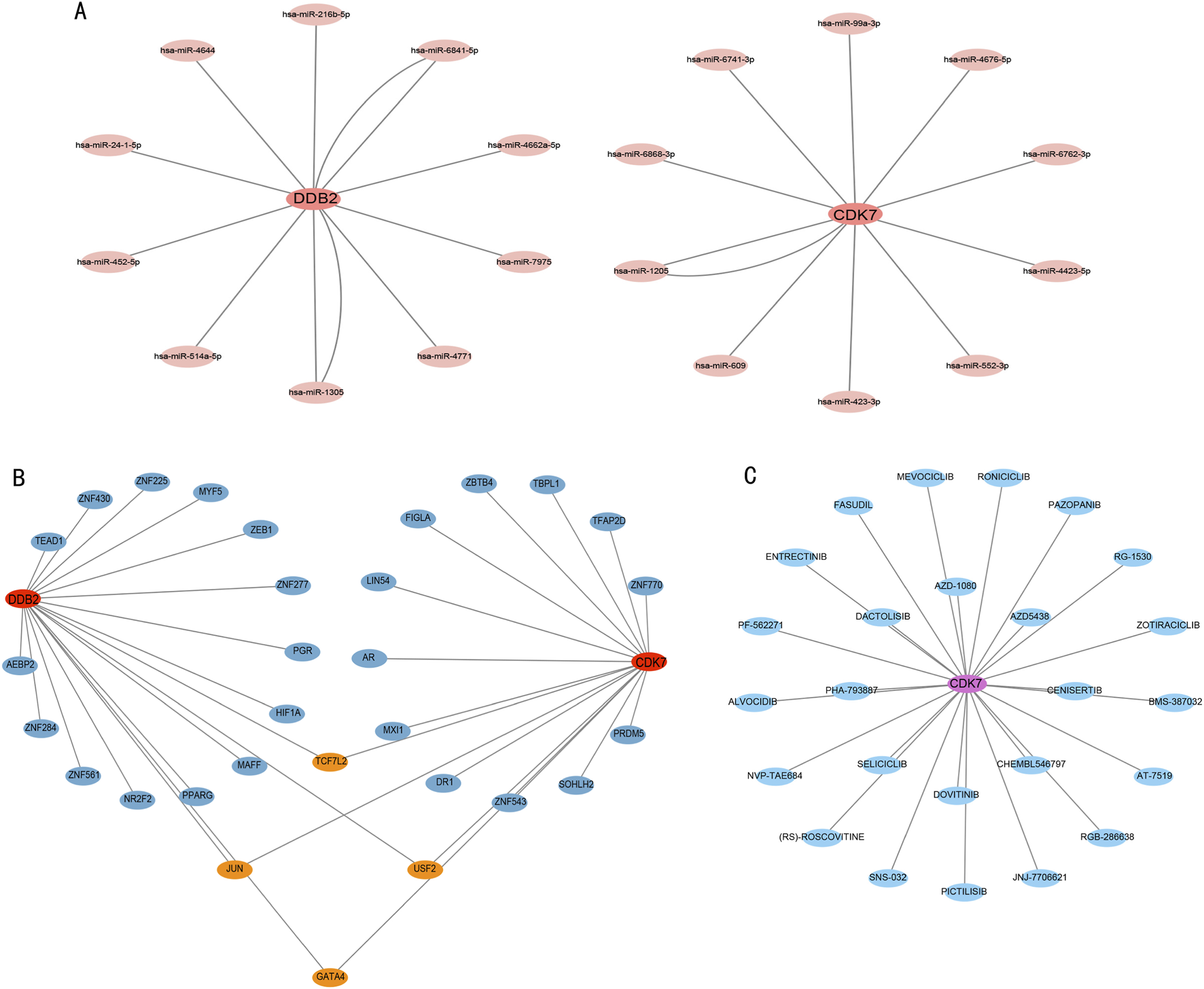 Diagram of three network visualizations labeled A, B, and C. A shows connections from DDB2 and CDK7 to various miRNAs in red ovals. B illustrates interactions between DDB2, CDK7, and a cluster of genes in blue and orange ovals. C displays connections from CDK7 to various drugs in blue ovals. Arrows indicate interaction directions.