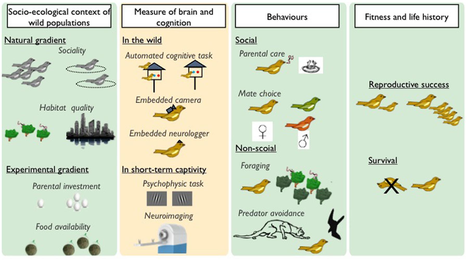 fantasma trabajo duro Europa Frontiers | How Can We Study the Evolution of Animal Minds?