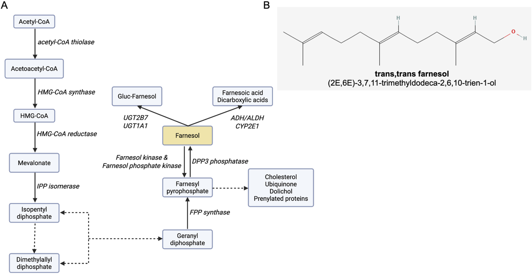 Panel A shows a flowchart of the mevalonate pathway leading to farnesol biosynthesis and metabolism, listing each enzyme and intermediate; Panel B provides the chemical structure and IUPAC name of trans,trans farnesol.