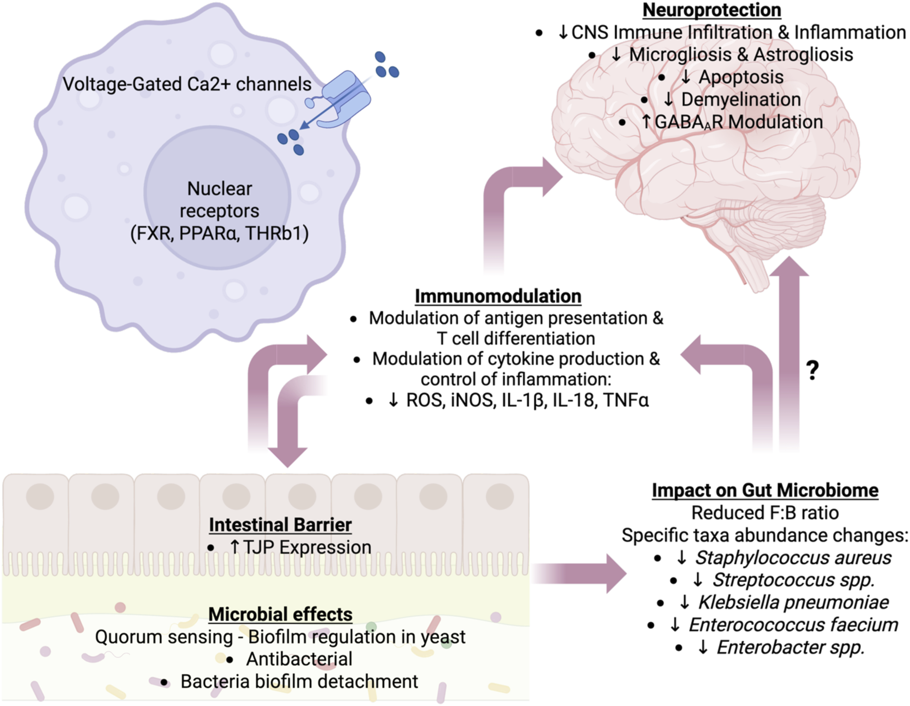 Diagram illustrating multiple physiological effects. Arrows connect a cell showing voltage-gated calcium channels and nuclear receptors to the brain for neuroprotection, intestinal barrier for TJP expression, microbial effects on quorum sensing and biofilm regulation, and reduced Firmicutes:Bacteroidetes ratio in the gut, with changes in specific bacterial taxa.