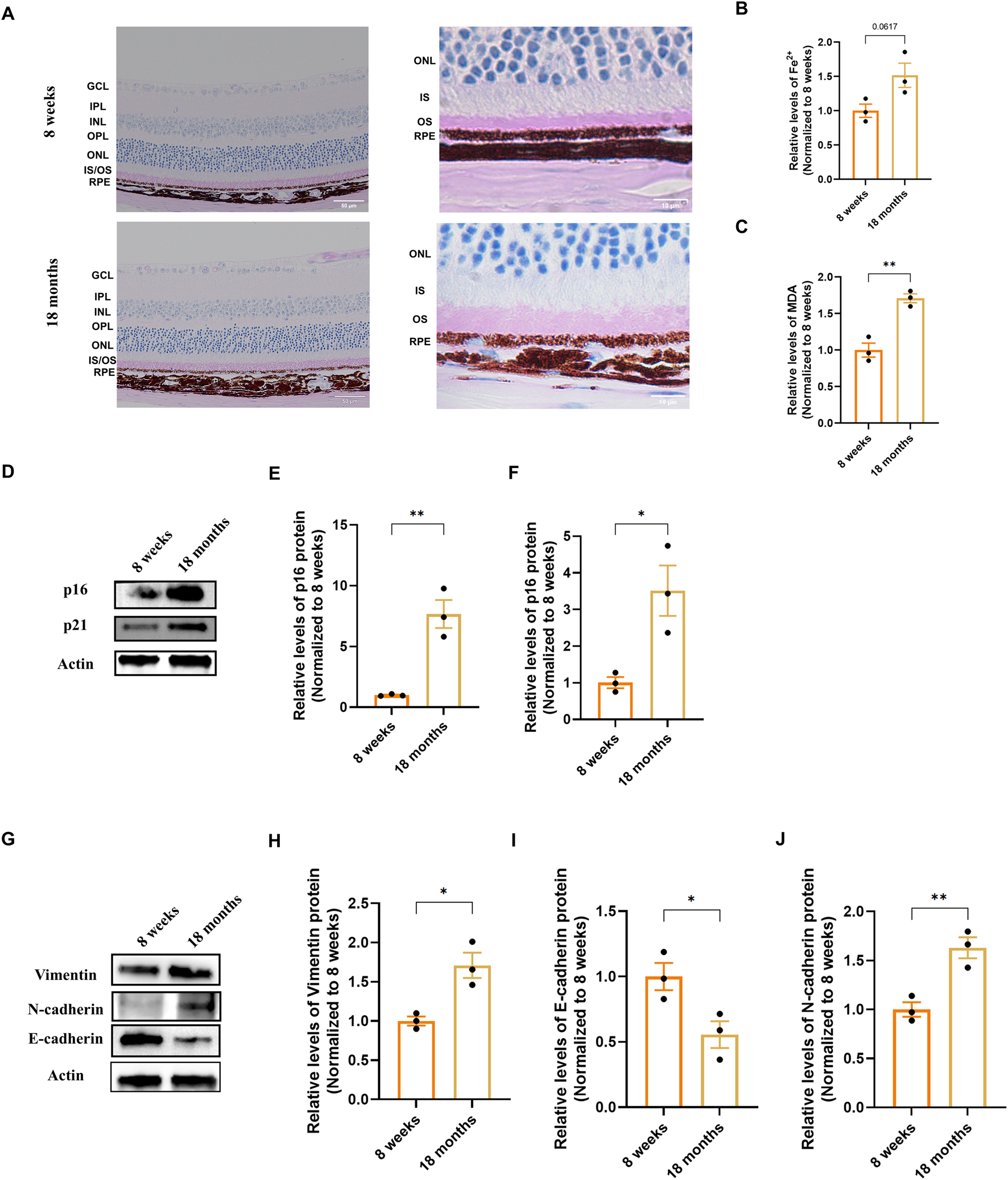 Panel A shows histological retinal sections from mice at 8 weeks and 18 months with staining highlighting layers such as GCL, IPL, INL, OPL, ONL, IS/OS, and RPE; adjacent images show higher magnification of ONL and RPE. Panels B and C display bar graphs quantifying P₁₆ and MDA levels, respectively, comparing 8 weeks and 18 months. Panel D presents western blots of p16, p21, and Actin, with panels E and F showing corresponding quantifications. Panel G contains western blots for Vimentin, N-cadherin, E-cadherin, and Actin, with panels H, I, and J providing their quantification between age groups.