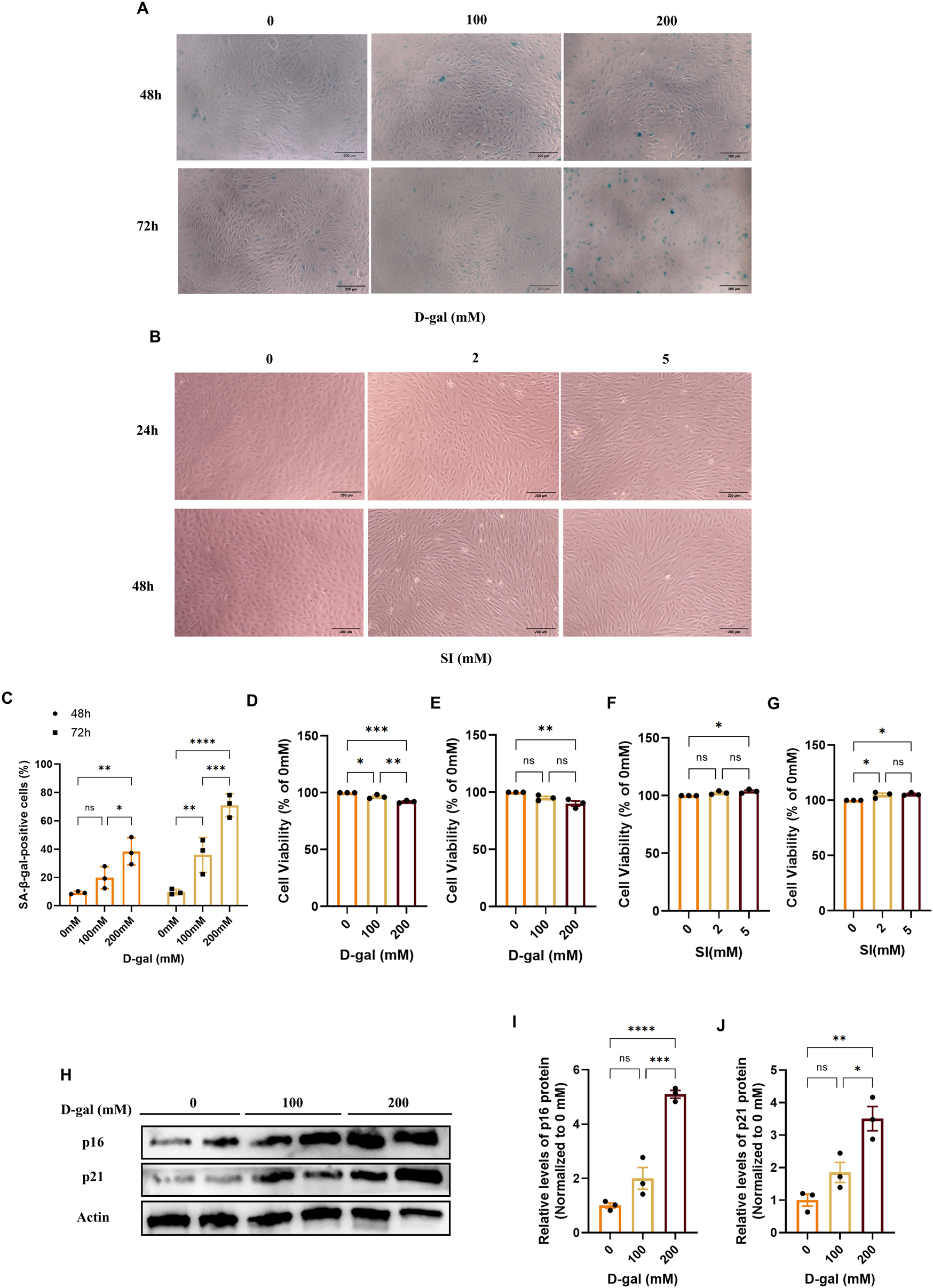 Panel A shows microscopy images of cells treated with increasing concentrations of D-galactose (zero, one hundred, and two hundred millimolar) at forty-eight and seventy-two hours, with blue staining indicating senescence-associated beta-galactosidase activity. Panel B presents microscopy images of cells treated with zero, two, or five millimolar SI for twenty-four and forty-eight hours, showing cell morphology. Panel C displays a bar graph quantifying percentages of SA-beta-gal-positive cells under different treatments and time points. Panels D-G show bar graphs of cell viability percentages under varying D-galactose or SI concentrations. Panel H includes a western blot for p16, p21, and actin levels across D-galactose doses. Panels I and J provide bar graphs of quantified p16 and p21 protein levels under different D-galactose conditions. Statistical significance is denoted with asterisks.