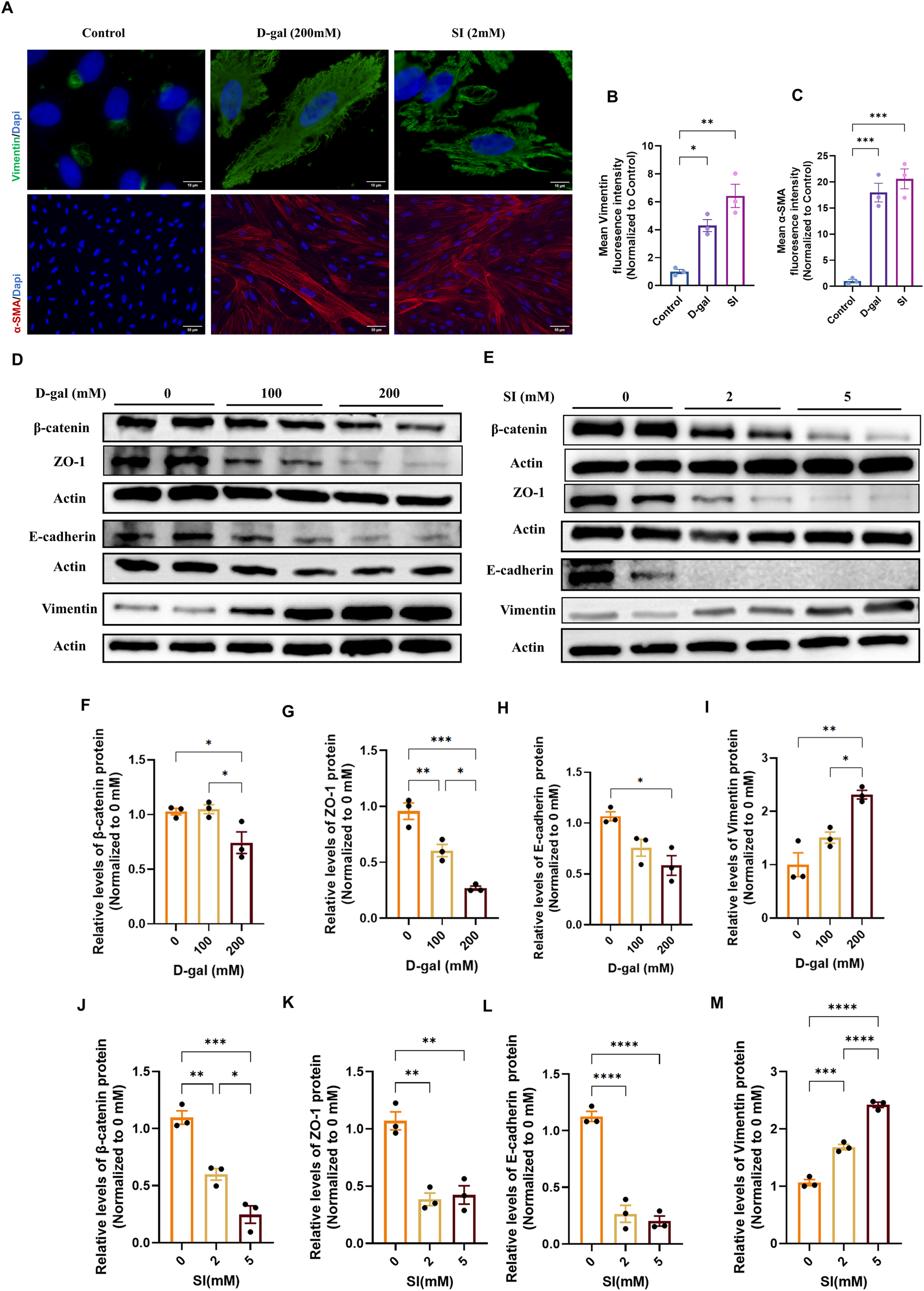 Panel A displays immunofluorescence images of cells stained for vimentin (green) and α-SMA (red) with DAPI counterstaining (blue) under control, D-galactose, and SI treatments. Panels B and C show bar graphs quantifying mean fluorescence intensity for vimentin and α-SMA, with significant differences indicated. Panel D presents western blot images showing changes in protein levels of β-catenin, ZO-1, E-cadherin, and vimentin with increasing D-gal concentration. Panel E shows corresponding western blots for escalating SI concentration. Panels F to M are bar graphs quantifying the relative protein levels normalized to controls, with statistical significance denoted by asterisks.