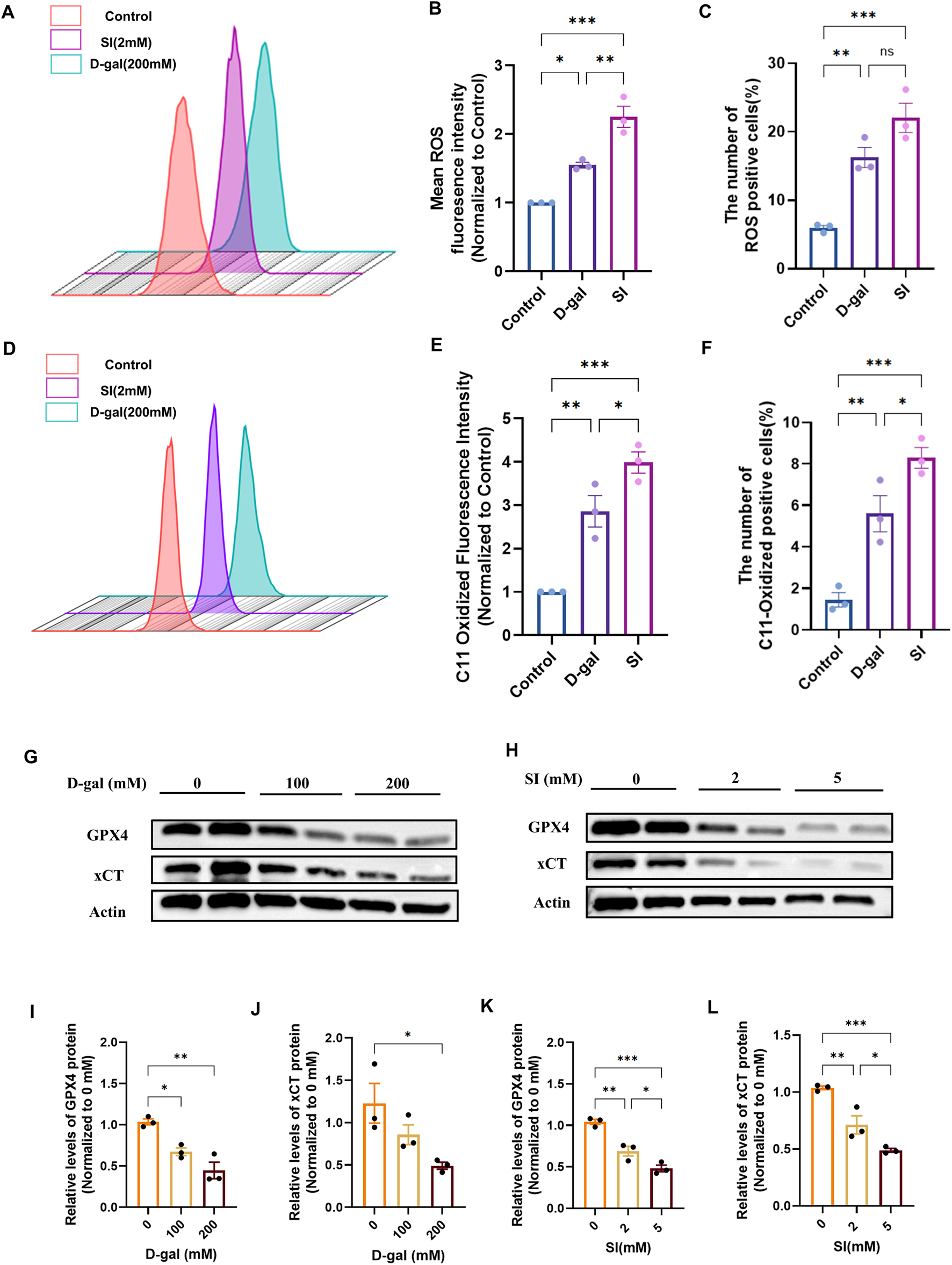 Scientific figure showing data visualizations and immunoblots comparing control, D-galactose, and SI treatments. Panels A–F present fluorescent intensity data for ROS and C11, including histograms and bar graphs with significant differences marked. Panels G–H show immunoblots for GPX4, xCT, and actin. Panels I–L display quantifications of protein levels for GPX4 and xCT under different concentrations, with statistical significance indicated.