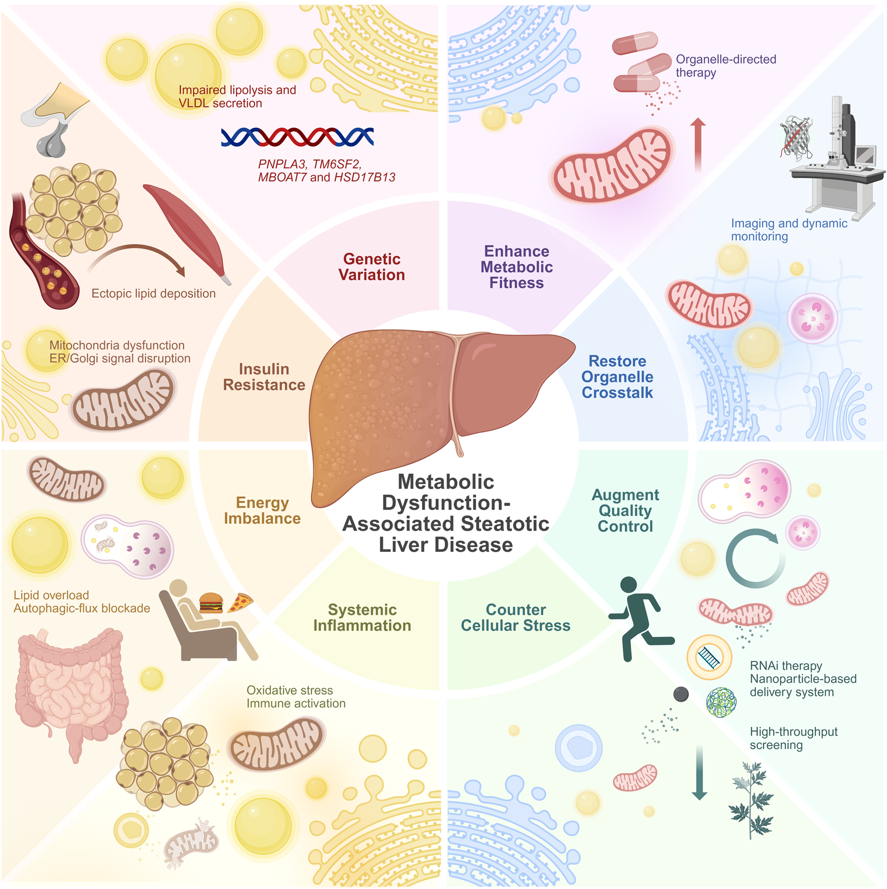 Illustration depicting Metabolic Dysfunction-Associated Steatotic Liver Disease. Central liver graphic surrounded by eight sections: Genetic Variation, Insulin Resistance, Energy Imbalance, Systemic Inflammation, Enhance Metabolic Fitness, Restore Organelle Crosstalk, Augment Quality Control, and Counter Cellular Stress. Each section highlights associated cellular processes or therapies, such as lipid deposition, mitochondrial dysfunction, and RNAi therapy. Visuals include DNA strands, mitochondria, adipose tissue, and therapeutic tools like imaging and monitoring equipment. Each segment emphasizes aspects like oxidative stress, ectopic lipid deposition, and cellular stress management. Colorful icons and symbols illustrate underlying concepts.