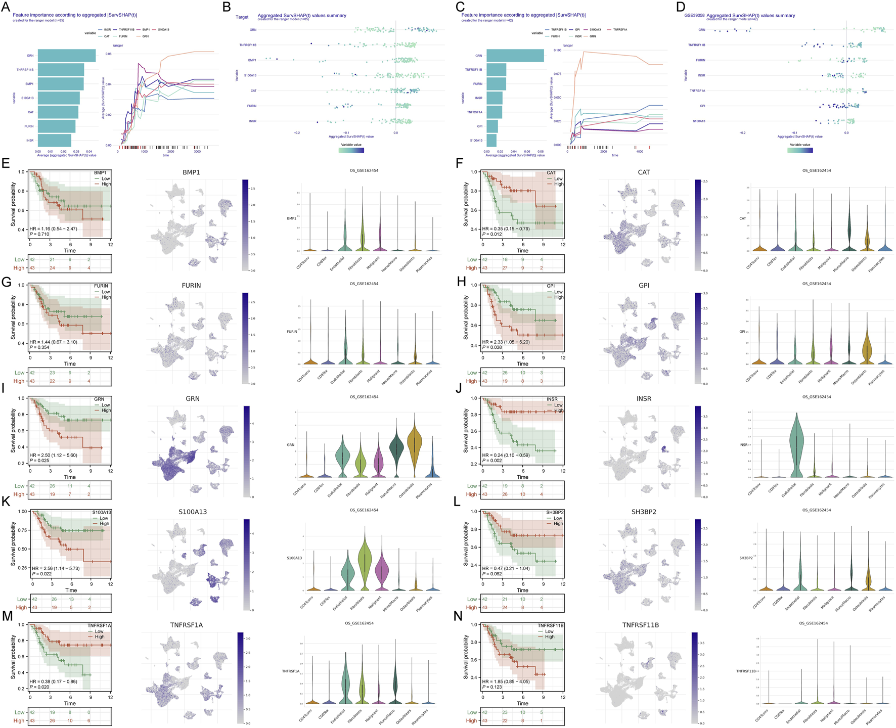 Graphs and charts analyzing feature importance and survival probability across different genes for two datasets, SunSRAHPN and GSE62254. Panels A to D show feature importance and value summaries, while E to N present survival probability curves, spatial gene expression projections, and violin plots for genes like BMP1, CAT, FURIN, and others, indicating survival discrepancies and expression levels.