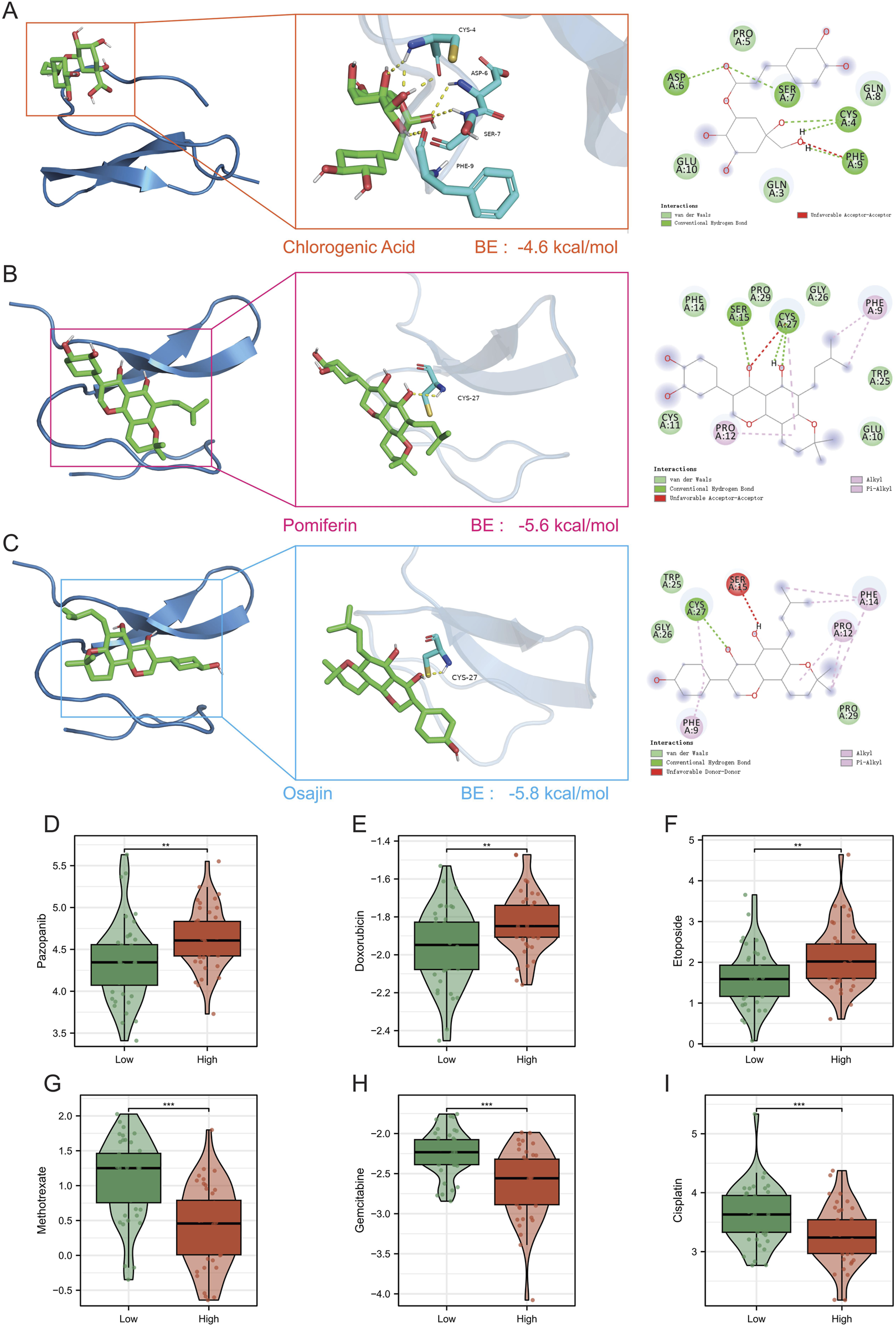 Molecular docking images of chlorogenic acid, pomiferin, and osajin show interactions with a protein, including binding energies of -4.6, -5.6, and -5.8 kcal/mol, respectively. Accompanying diagrams detail interaction types and sites. Violin plots for drugs pazopanib, doxorubicin, etoposide, methotrexate, gemcitabine, and cisplatin compare low and high groups, showing distribution and statistical significance.