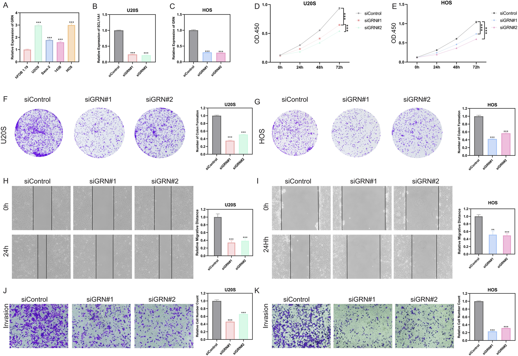 Graphs and images display various experimental results. Graphs A to E illustrate gene expression and cell proliferation in U2OS and HOS cell lines for siControl, siGRN#1, and siGRN#2 treatments. Images F and G show colony formation assays for U2OS and HOS cells. Panels H and I depict wound healing assays at different time points, and J and K show cell invasion assays for both cell types. Each includes bar graphs summarizing quantitative data, indicating significantly reduced values for siGRN#1 and siGRN#2 compared to siControl.