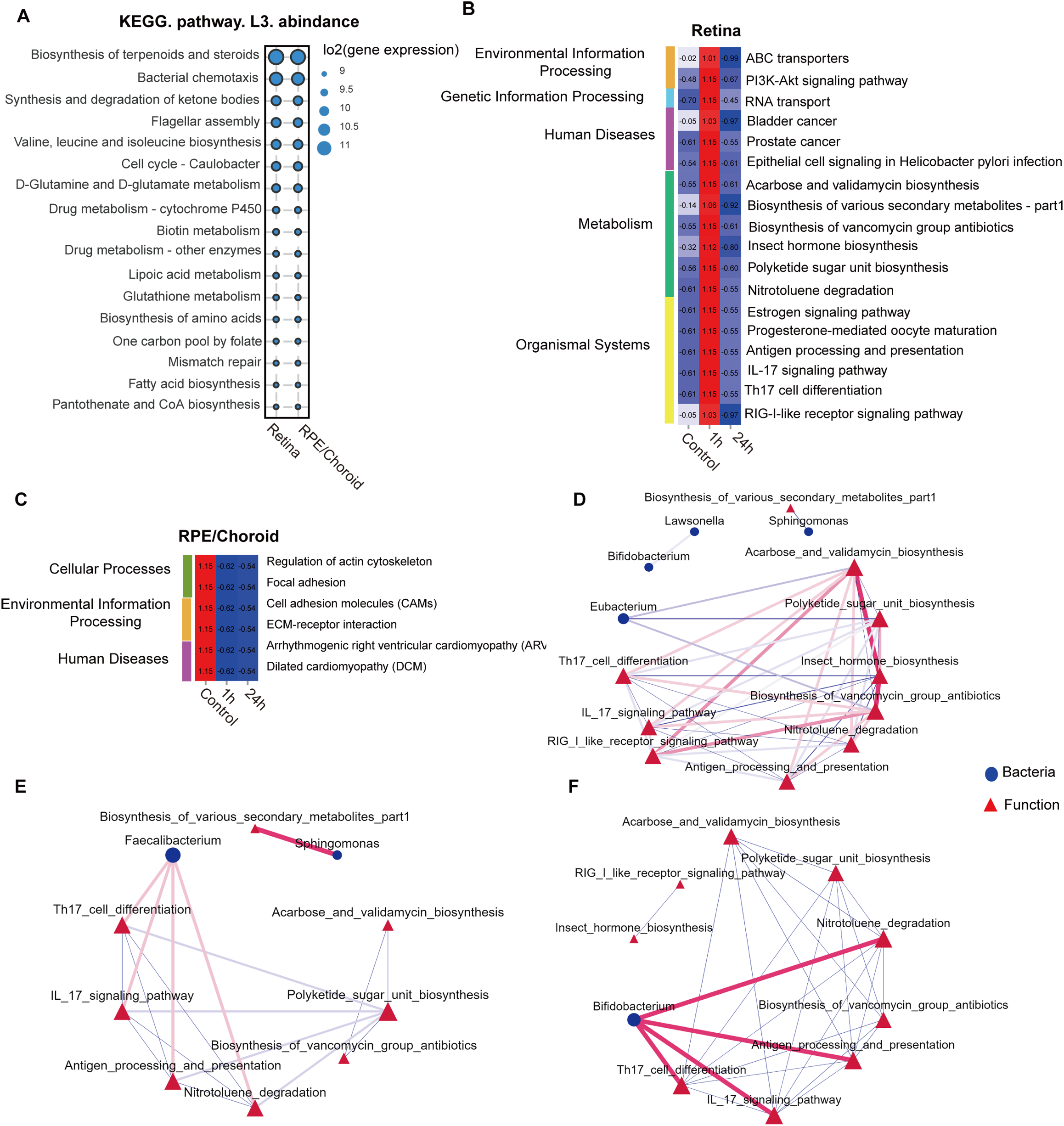 Composite image showing KEGG pathway analyses with various panels detailing gene expression and functional associations. Panel A shows a heatmap of gene expression levels related to metabolic processes in retina and RPE/choroid. Panel B provides pathway expression levels for retina, highlighting metabolic and disease-related pathways. Panel C presents cellular and disease processes with corresponding expression data for RPE/choroid. Panels D, E, and F illustrate network maps connecting bacteria and functions, using colored nodes and lines to show associations. Blue circles represent bacteria, red triangles indicate functions, and line thickness reflects connection strength.