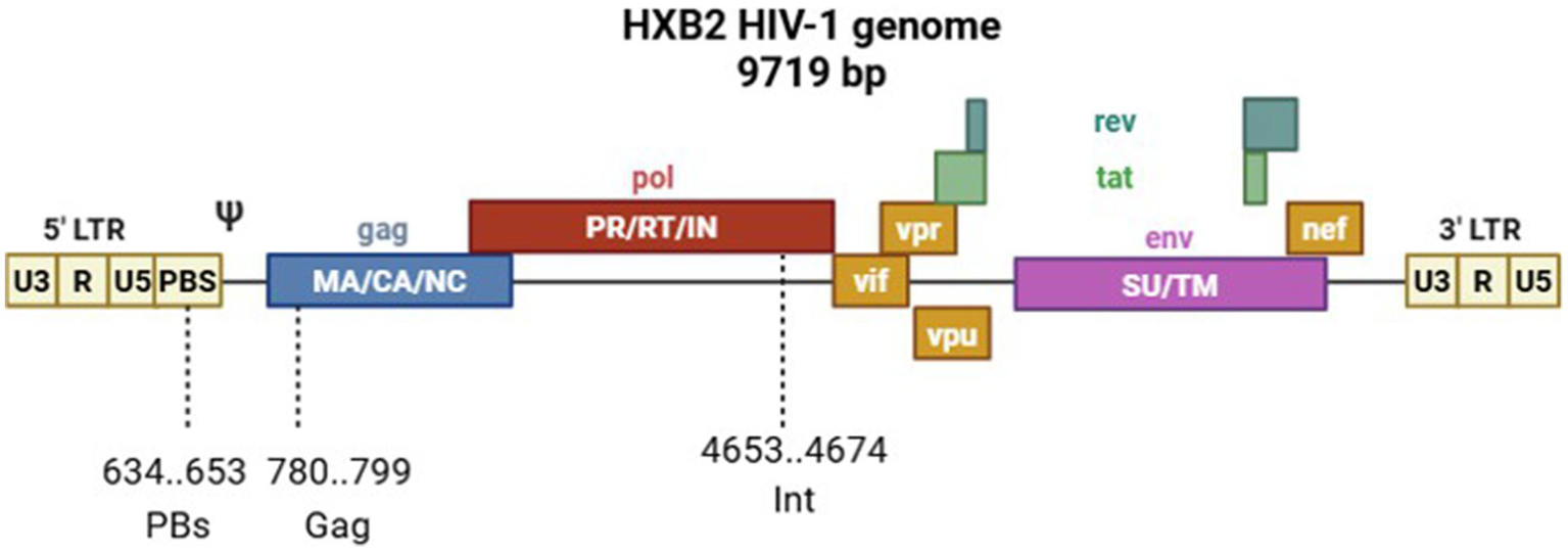 Diagram of the HIV-1 HXB2 genome, showcasing a sequence of 9719 base pairs. Features include 5' LTR and 3' LTR regions containing U3, R, U5, and PBS elements. The genome highlights genes like gag (MA/CA/NC), pol (PR/RT/IN), and env (SU/TM), along with accessory proteins vif, vpr, vpu, and nef. Regulatory elements such as rev and tat are also indicated.