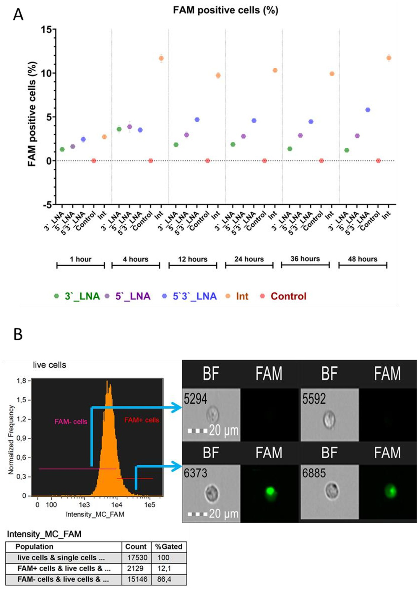 Graph A illustrates the percentage of FAM positive cells over time (1 to 48 hours) across different treatments: 3'-LNA, 5'-LNA, 5’3’-LNA, Int, and Control. Data points show varying increases in positive cells. Chart B includes a histogram representing the intensity of FAM in live cells, differentiating between FAM- and FAM+ cells. Accompanied images display cell microscopy, with BF (bright field) images contrasted to FAM images, highlighting FAM positivity. A table summarizes cell populations with counts and percentages gated.