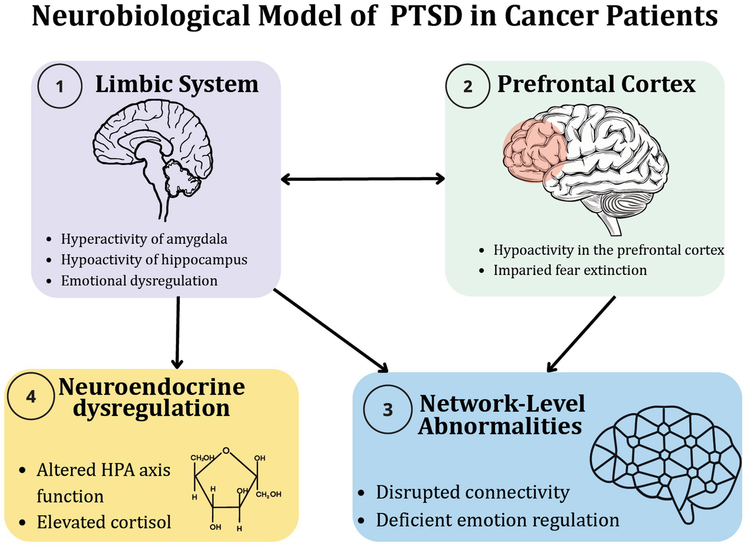 Neurobiological model graphic illustrating PTSD in cancer patients. Four interconnected sections: 1. Limbic System with hyperactivity of amygdala, hypoactivity of hippocampus, and emotional dysregulation. 2. Prefrontal Cortex with hypoactivity and impaired fear extinction. 3. Network-Level Abnormalities with disrupted connectivity and deficient emotion regulation. 4. Neuroendocrine Dysregulation with altered HPA axis function and elevated cortisol. Arrows indicate the flow between sections.