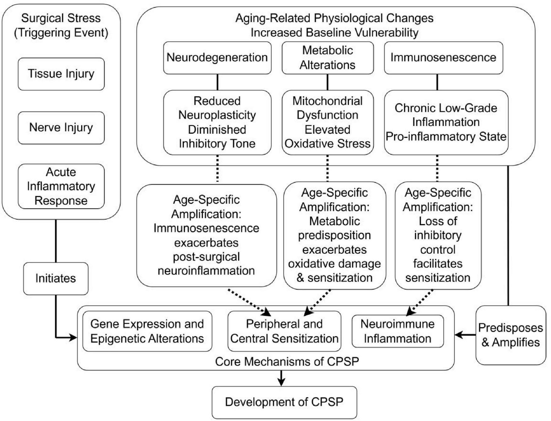 Flowchart illustrating the development of chronic postsurgical pain (CPSP). It begins with surgical stress, leading to tissue or nerve injury and acute inflammatory response, initiating gene expression and epigenetic alterations. Aging-related changes, such as neurodegeneration, metabolic alterations, and immunosenescence, increase vulnerability, causing neuroplasticity reduction, mitochondrial dysfunction, and inflammation. Age-specific amplification leads to neuroinflammation, oxidative damage, and loss of inhibitory control, enhancing sensitization. These factors predispose and amplify core mechanisms like peripheral and central sensitization and neuroimmune inflammation, culminating in CPSP development.