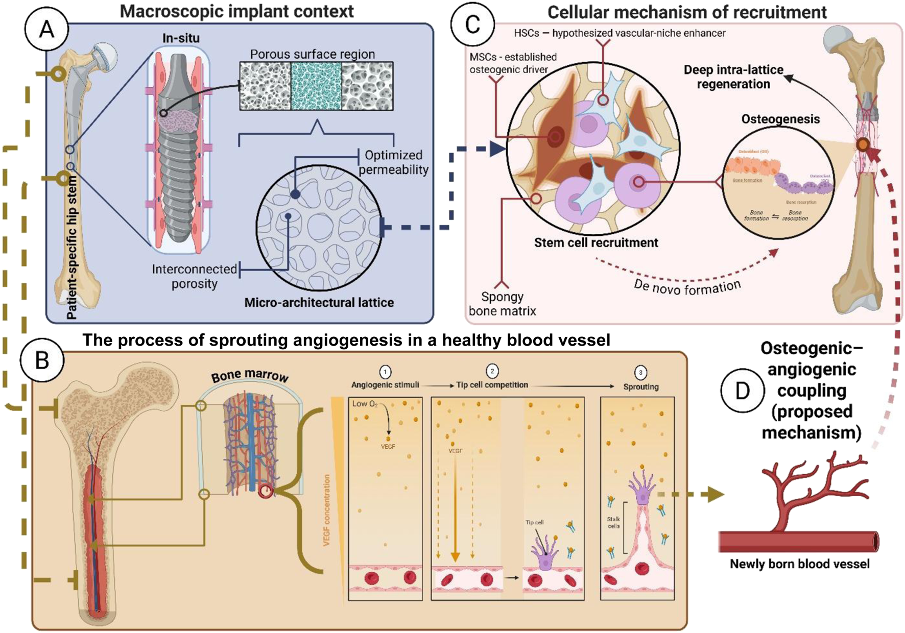 Diagram illustrating a proposed mechanism for osteogenic-angiogenic coupling. A) Shows a macroscopic implant design with interconnected porosity and micro-architectural lattice for optimized permeability. B) Illustrates the process of sprouting angiogenesis in bone marrow, detailing angiogenic stimuli, tip cell competition, and sprouting phases. C) Describes the cellular mechanism of recruitment involving stem cells, osteogenesis, and deep intra-lattice regeneration within a spongy bone matrix. D) Represents the resulting newly formed blood vessel. The diagram suggests a link between osteogenesis and angiogenesis.